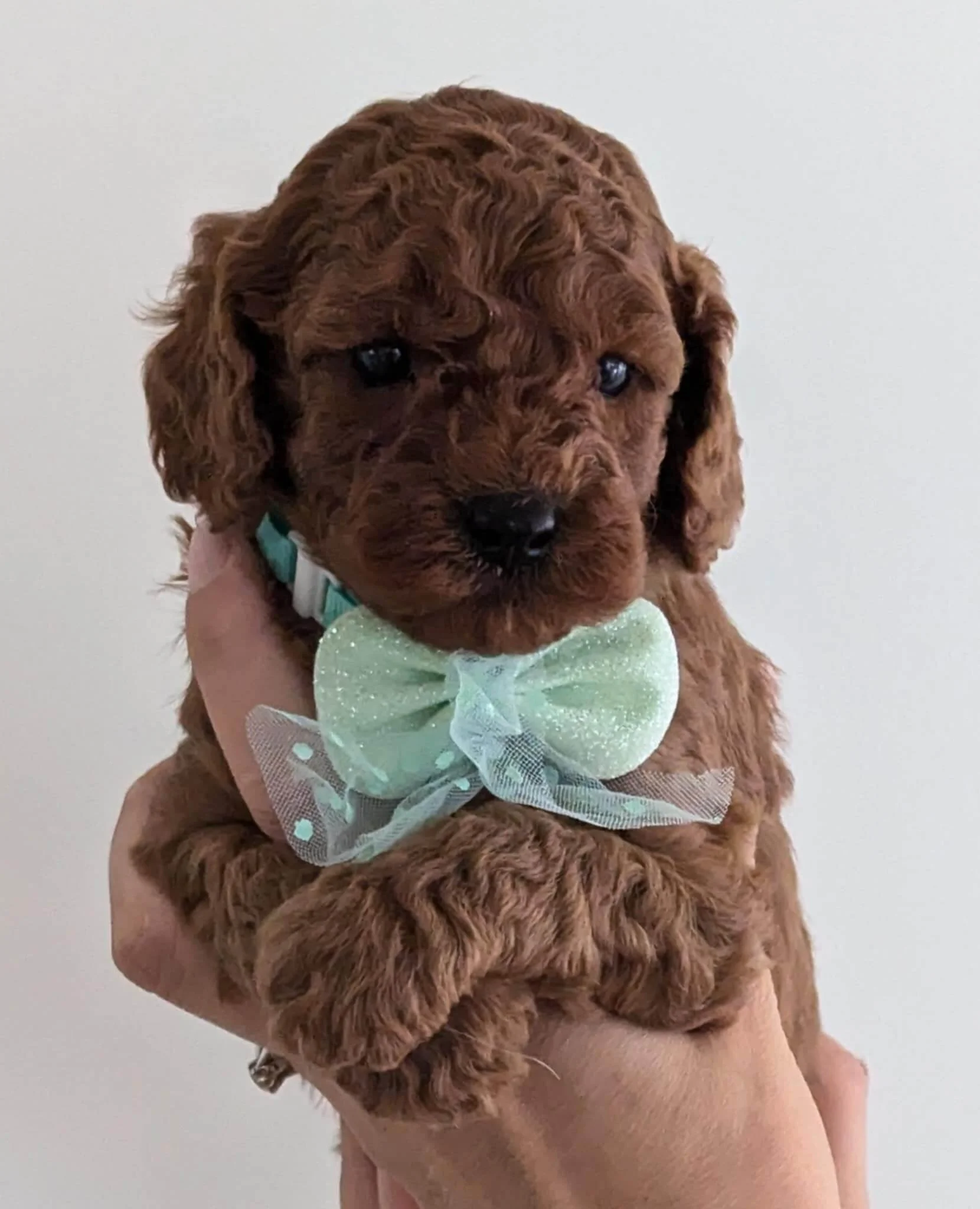 available cavapoo boy