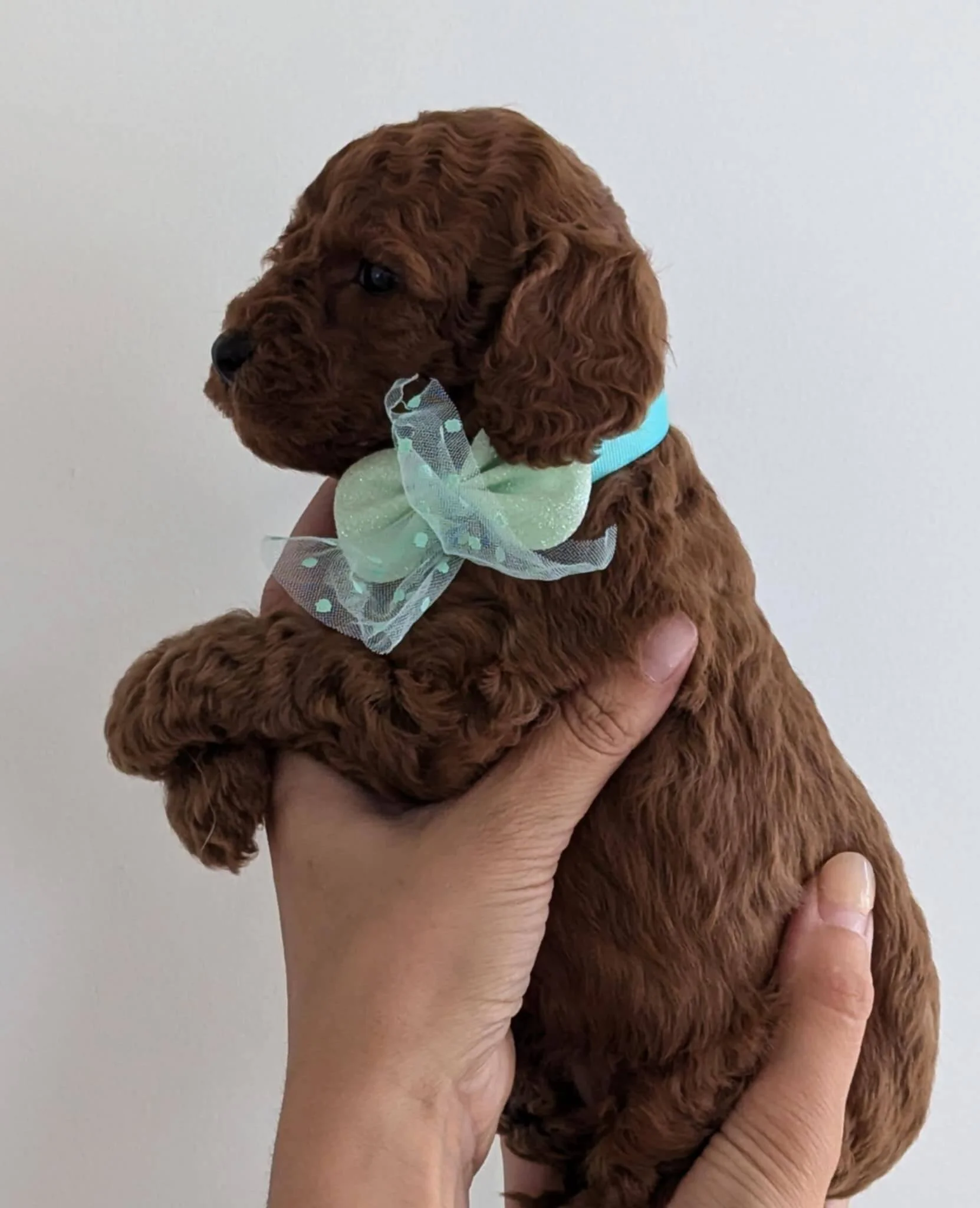 available cavapoo boy