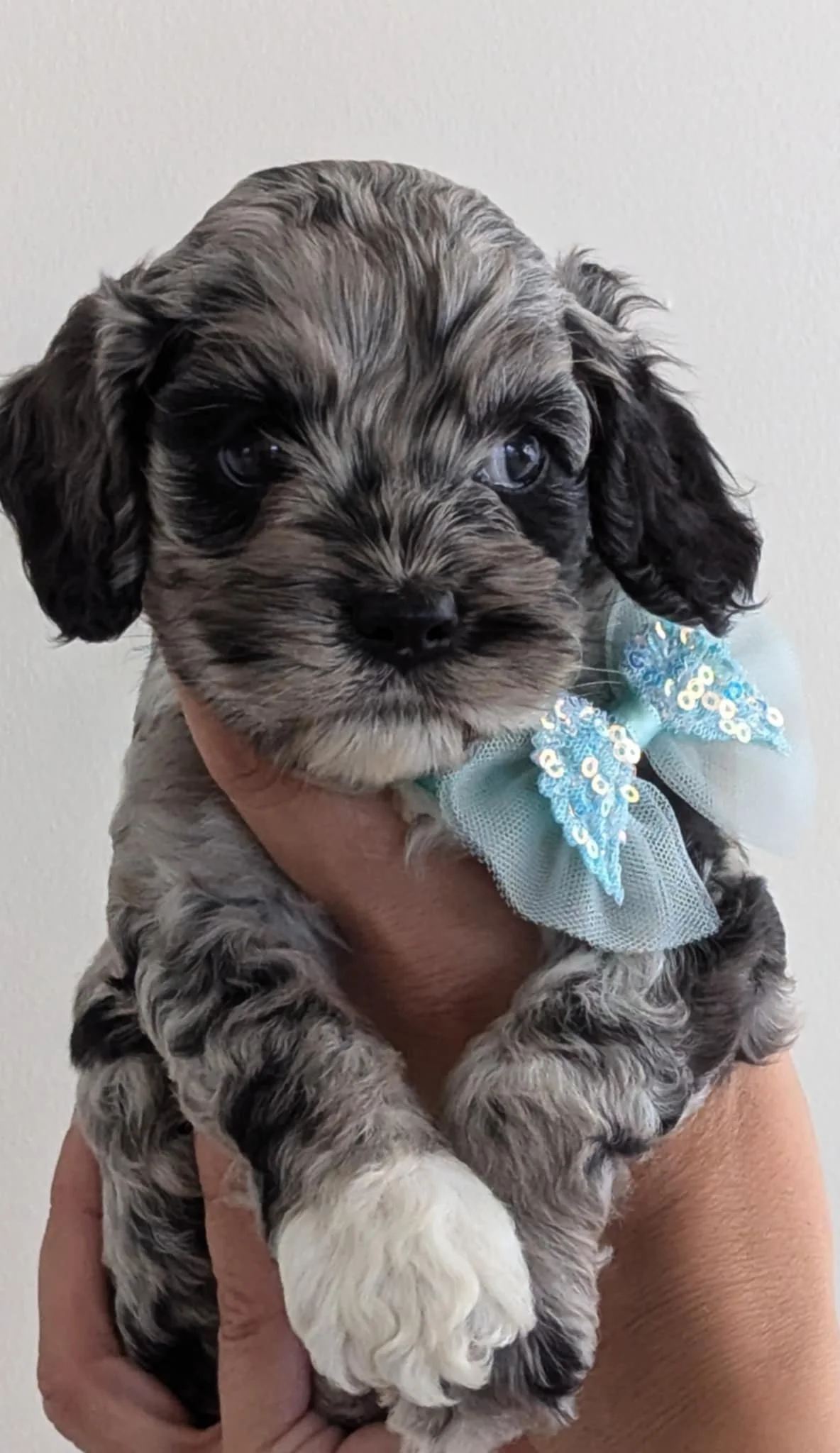 available cockapoo boy