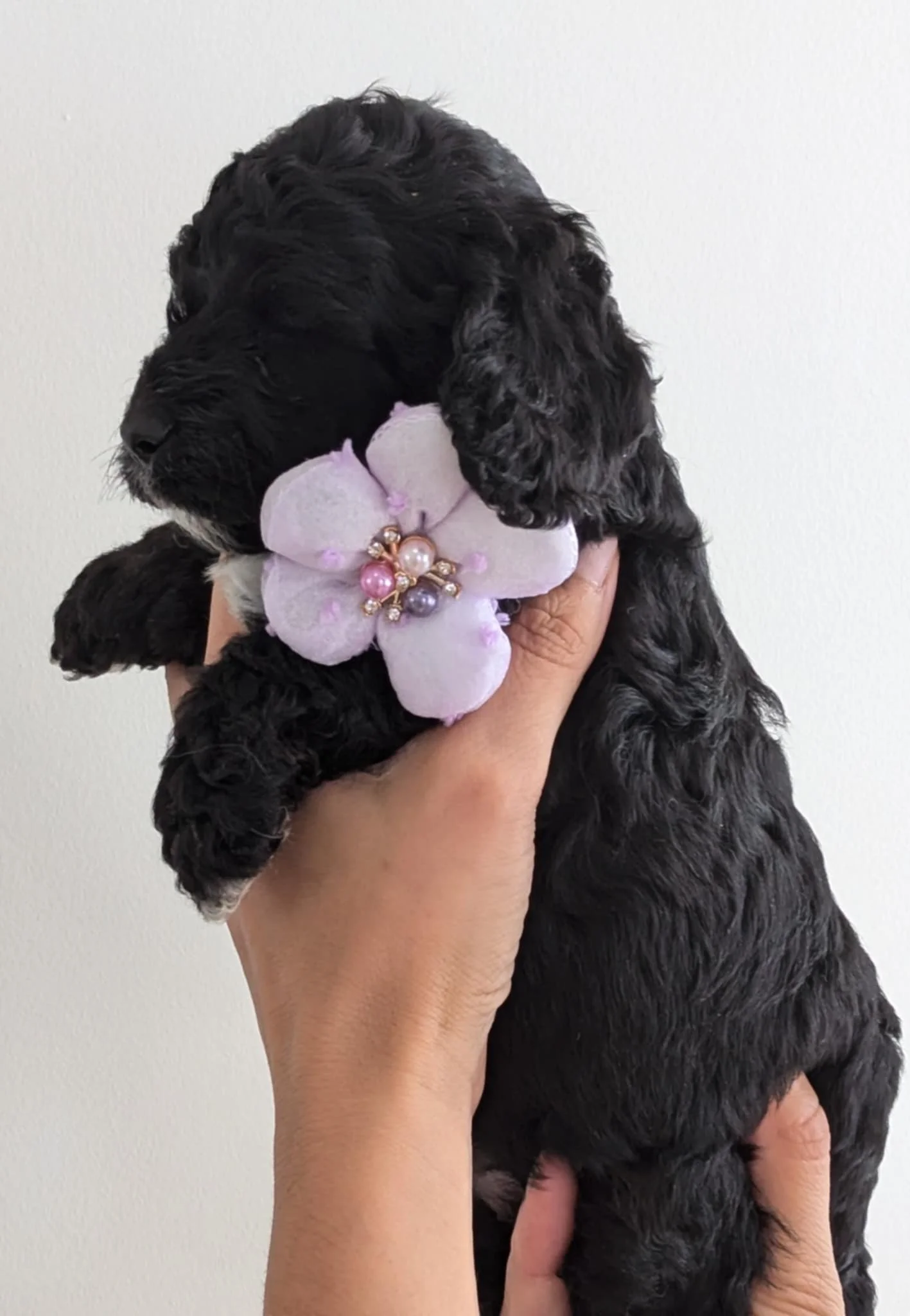 available cockapoo girl