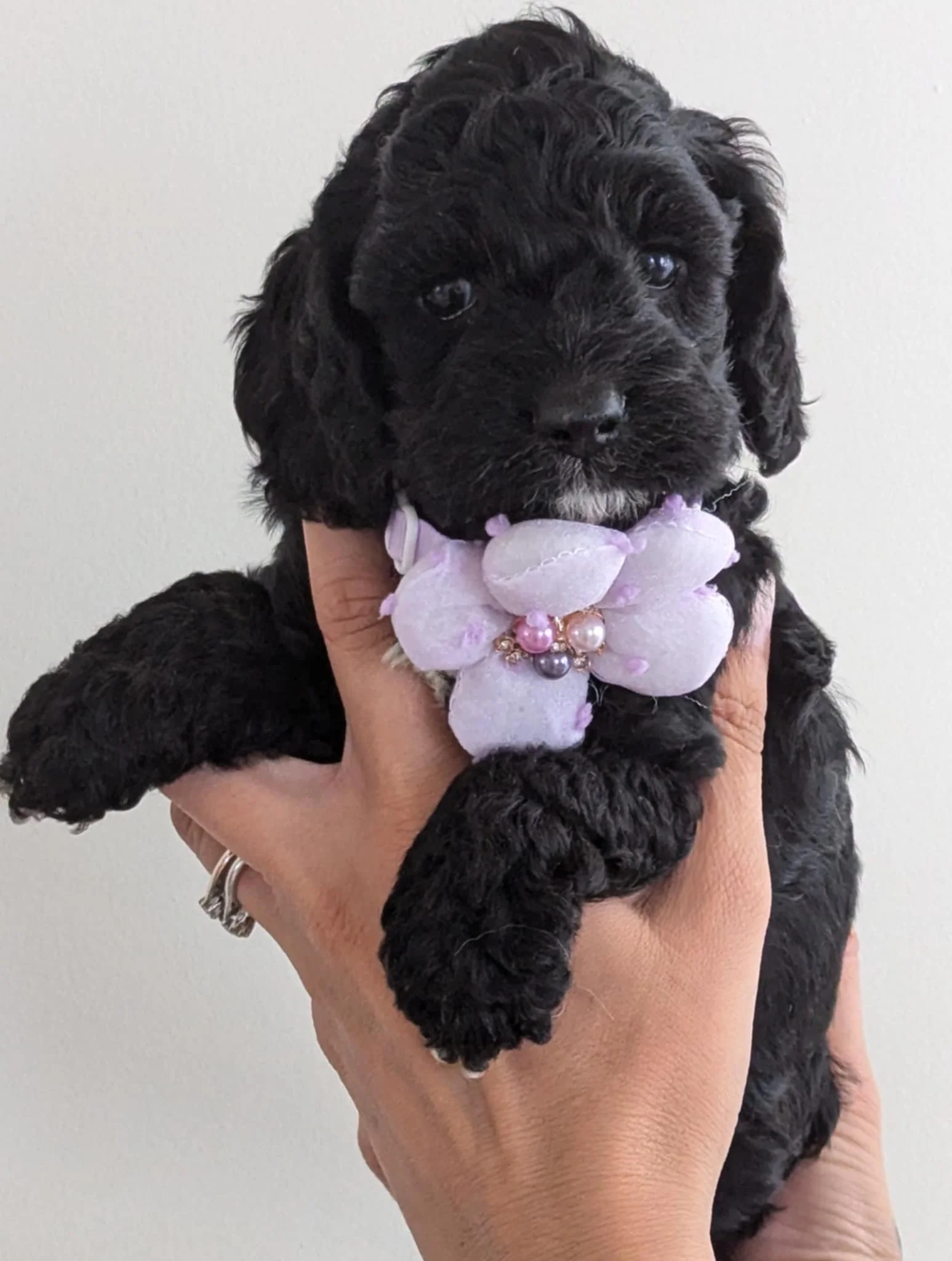 available cockapoo girl
