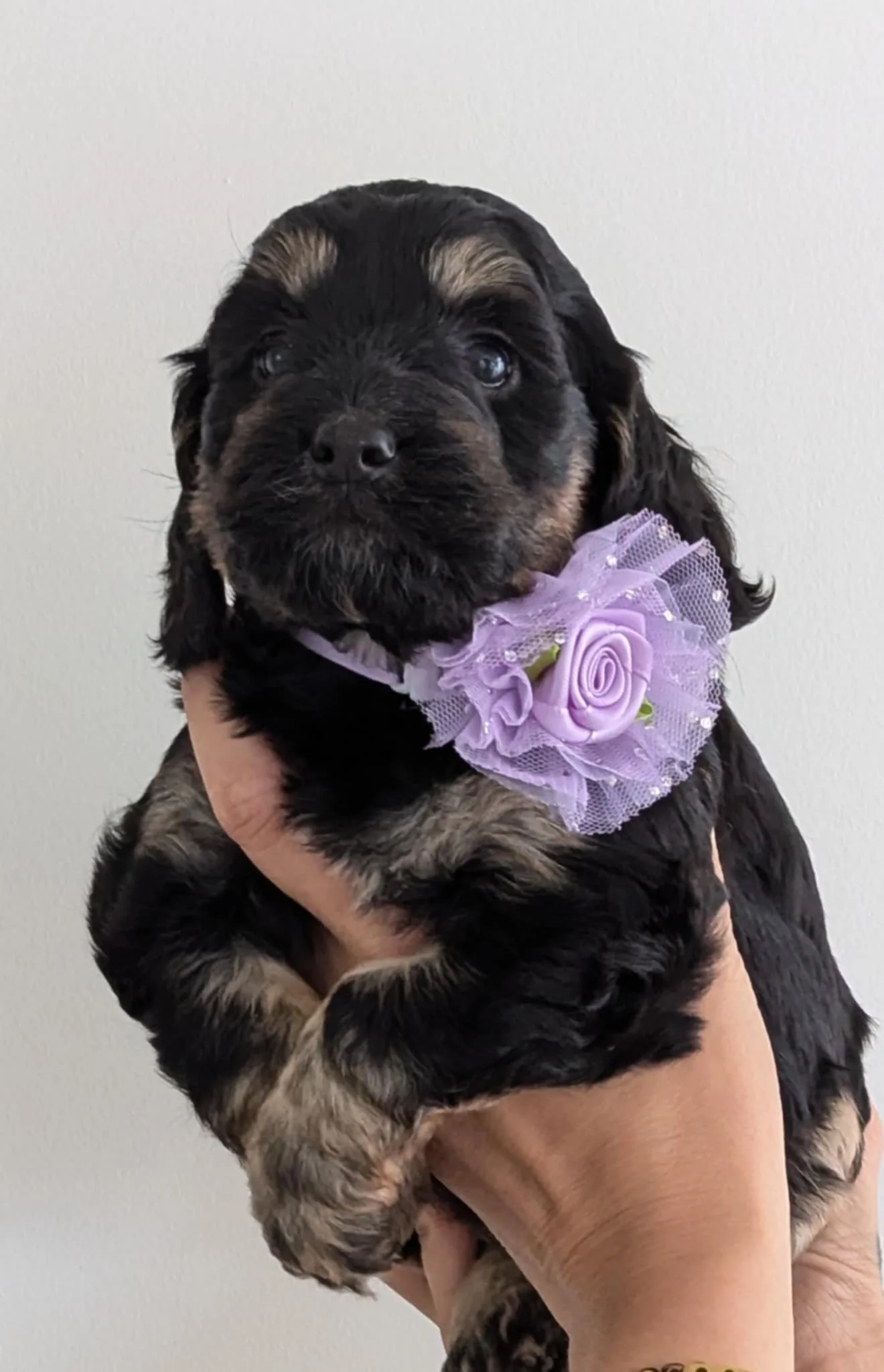 available cockapoo girl