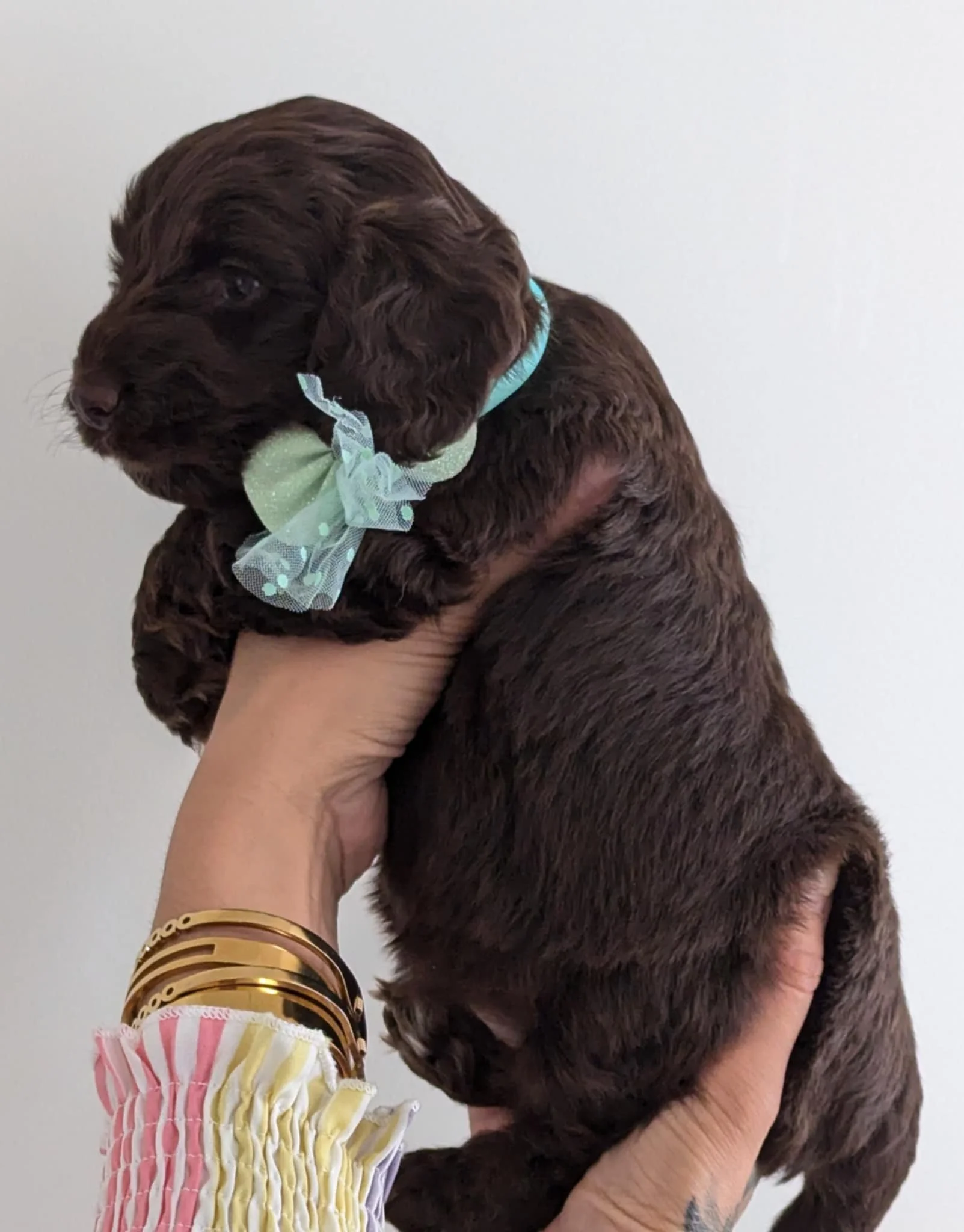available cockapoo boy