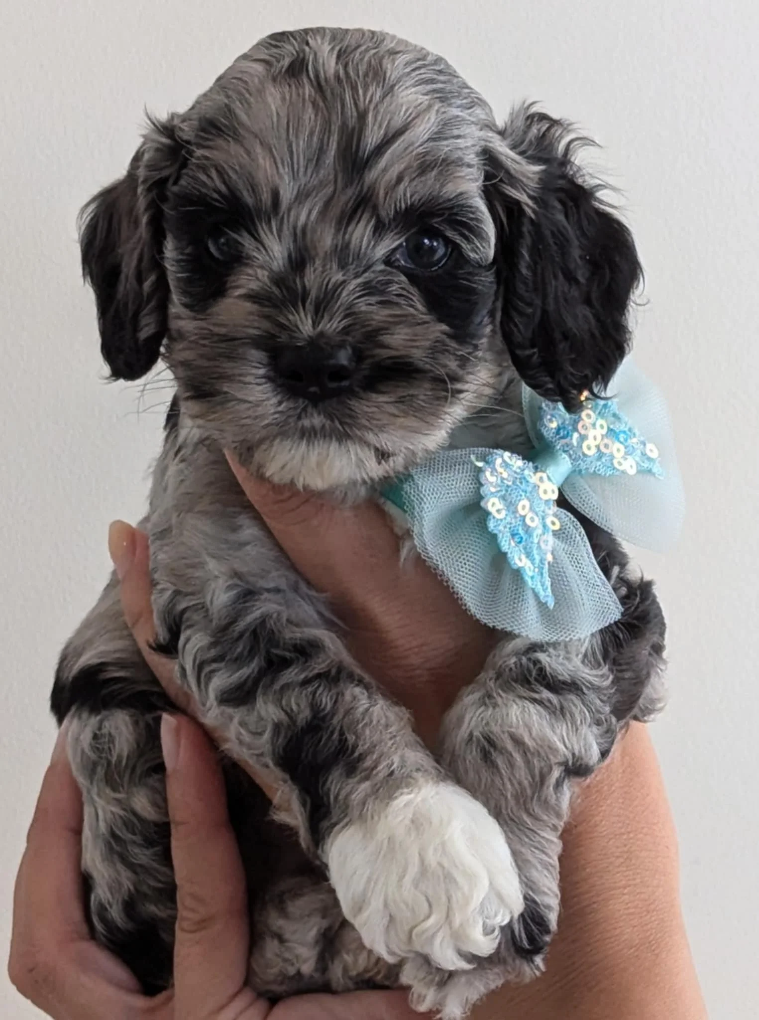 available cockapoo boy