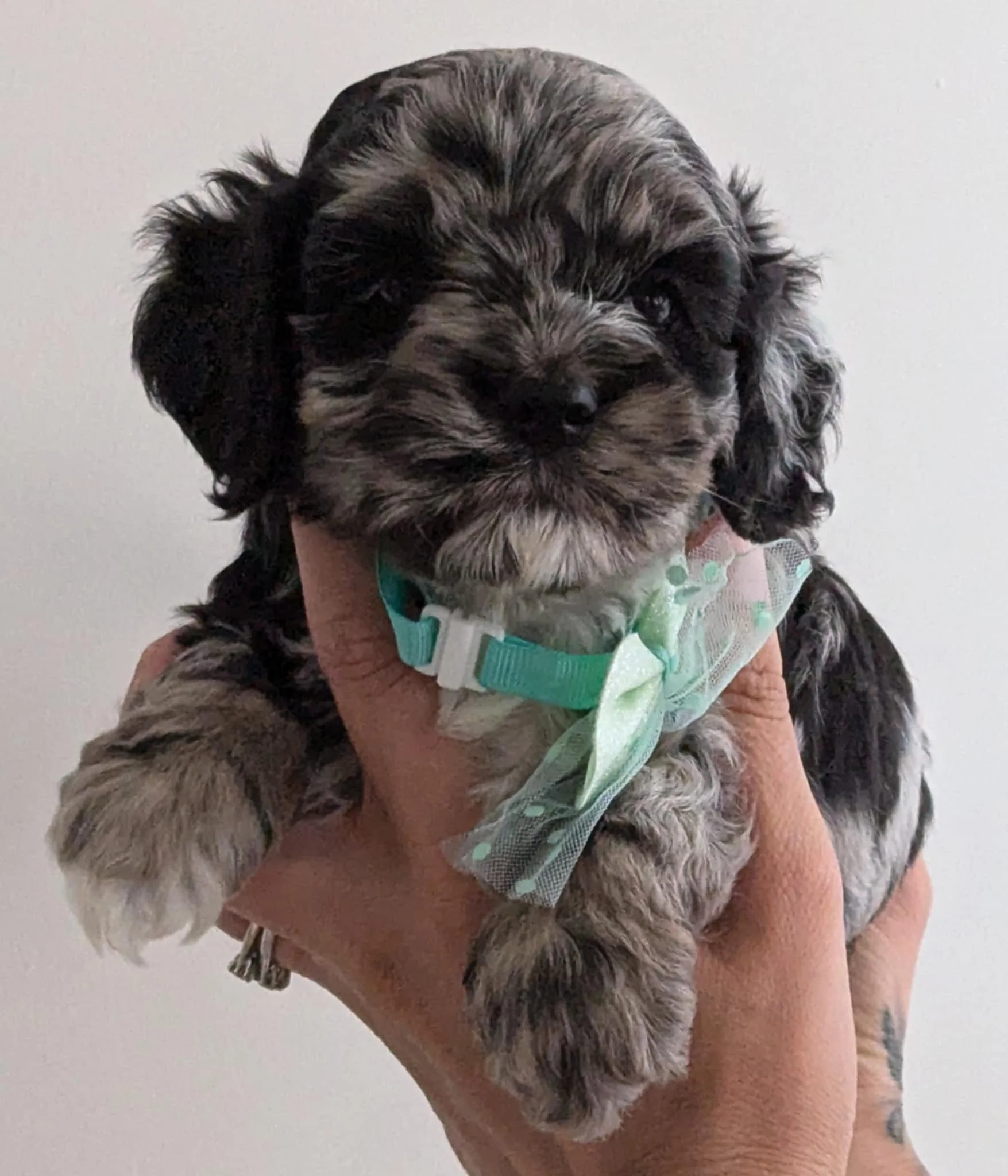 available cockapoo boy