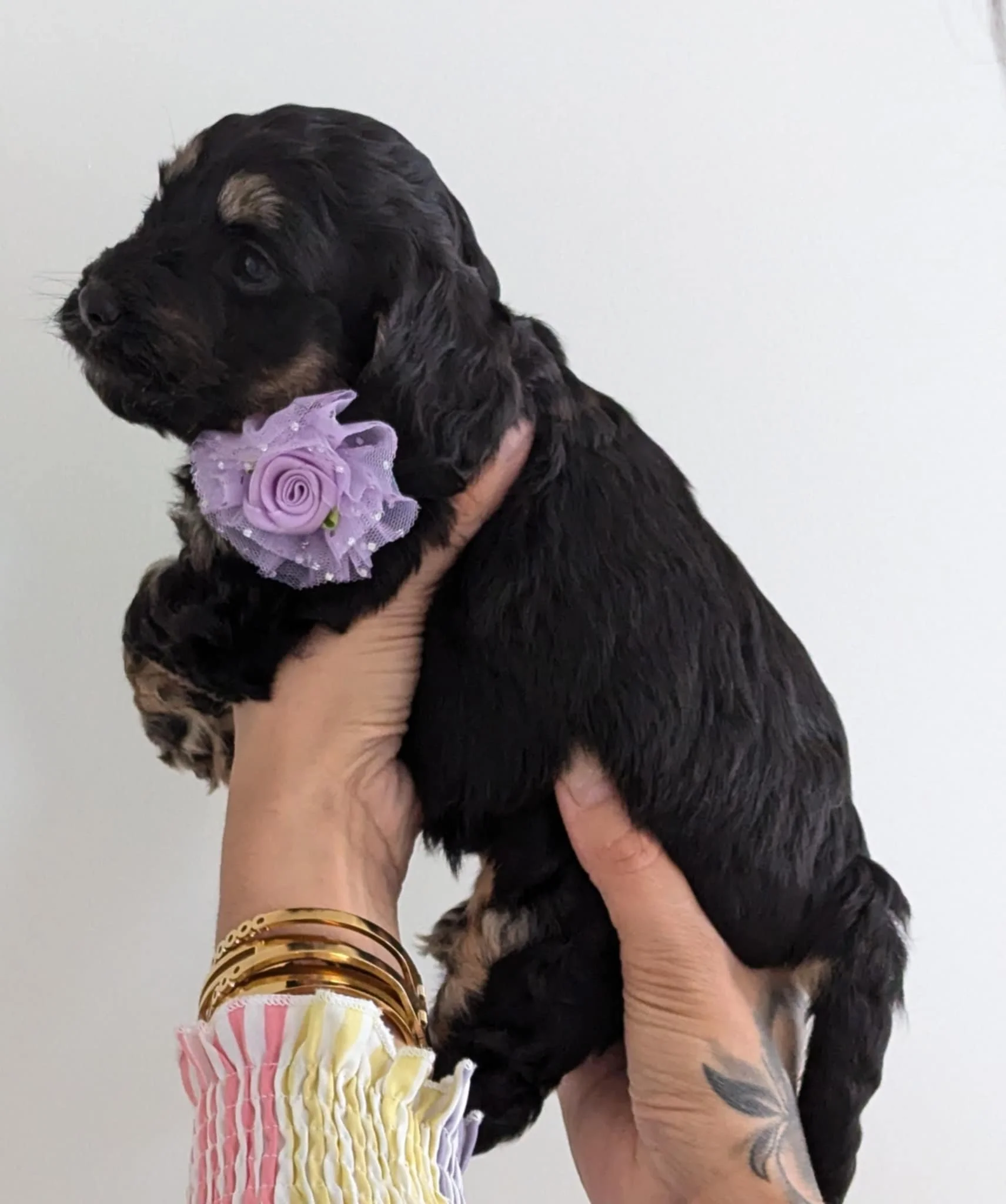 available cockapoo girl