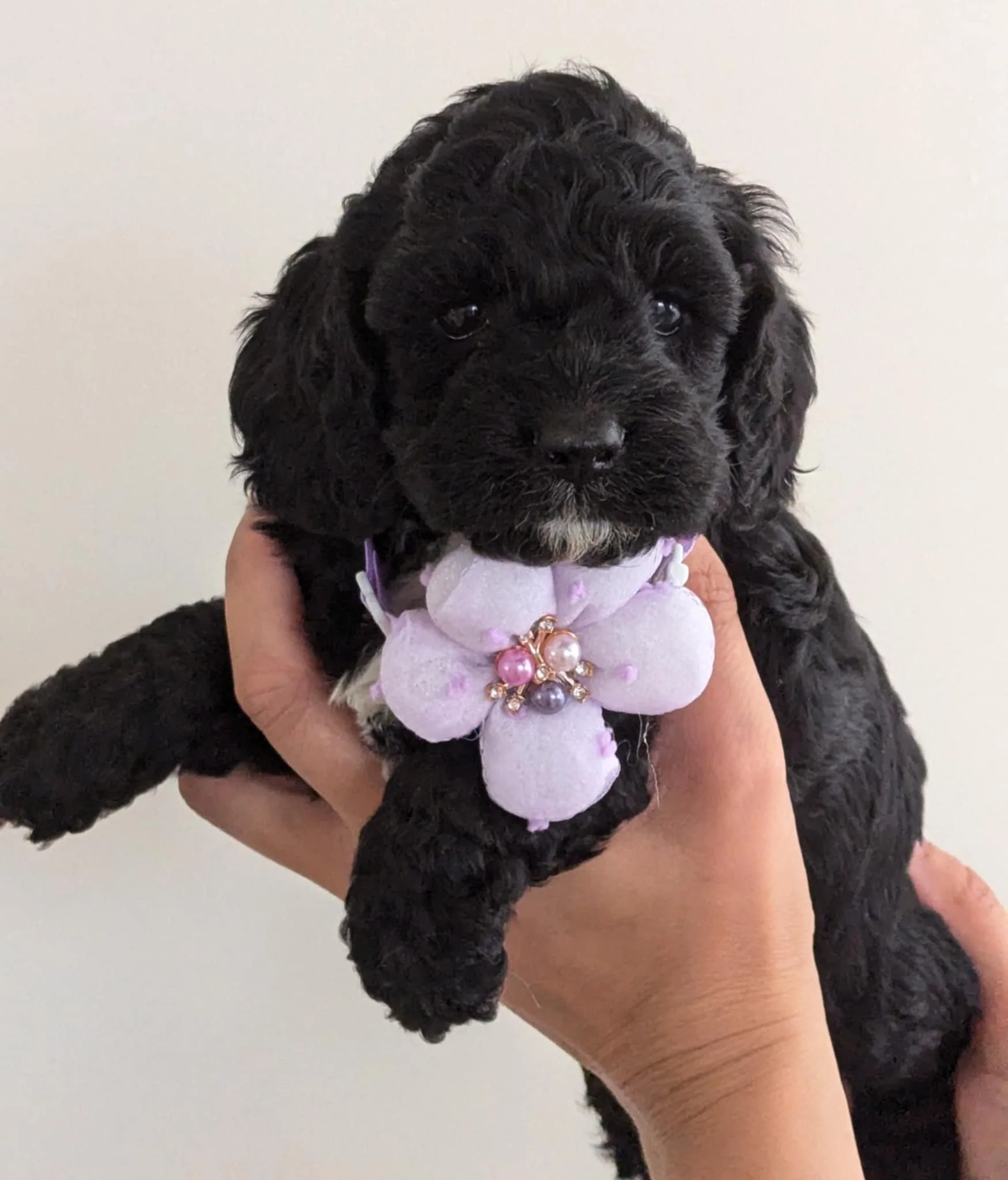 available cockapoo girl