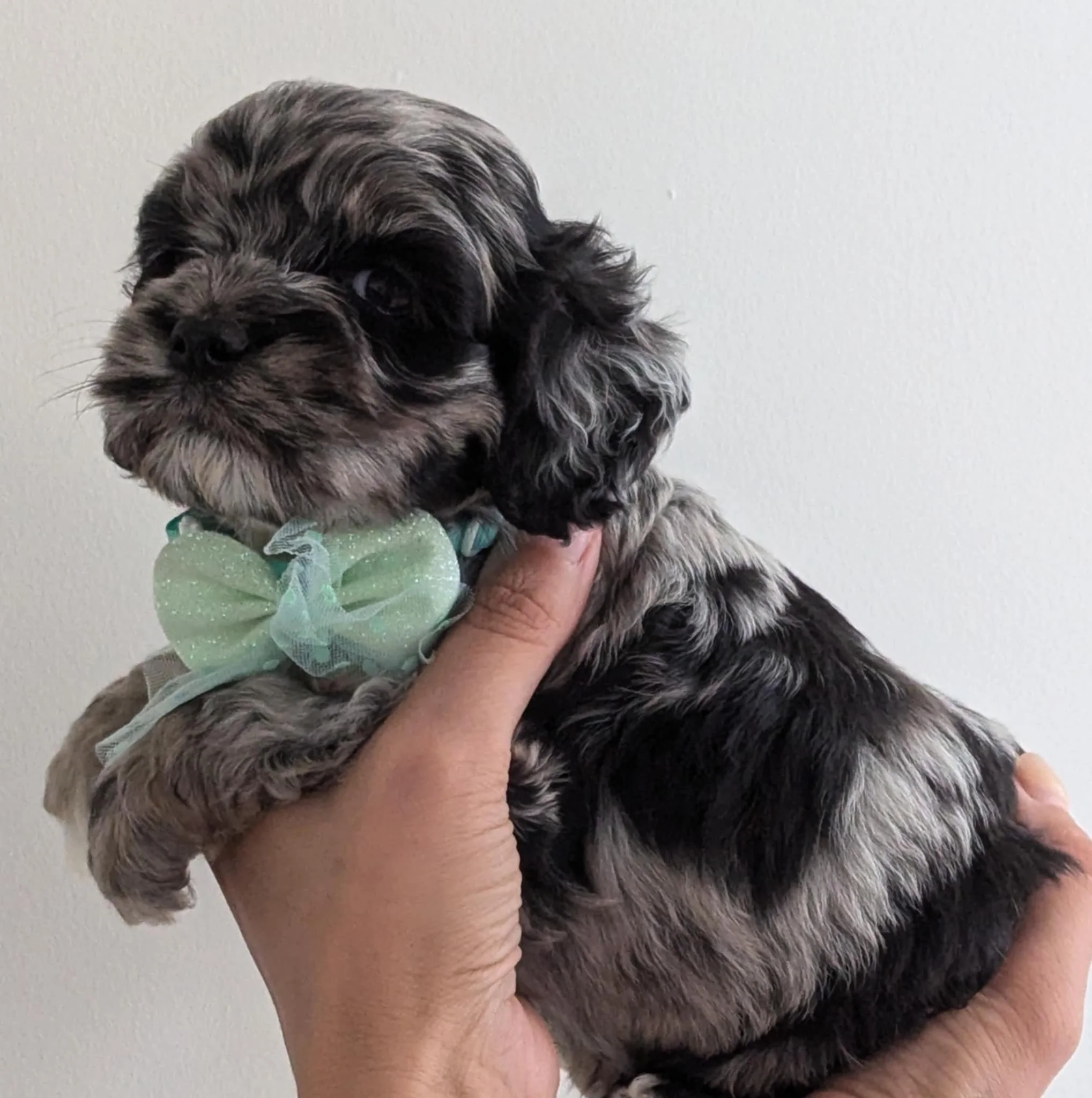 available cockapoo boy