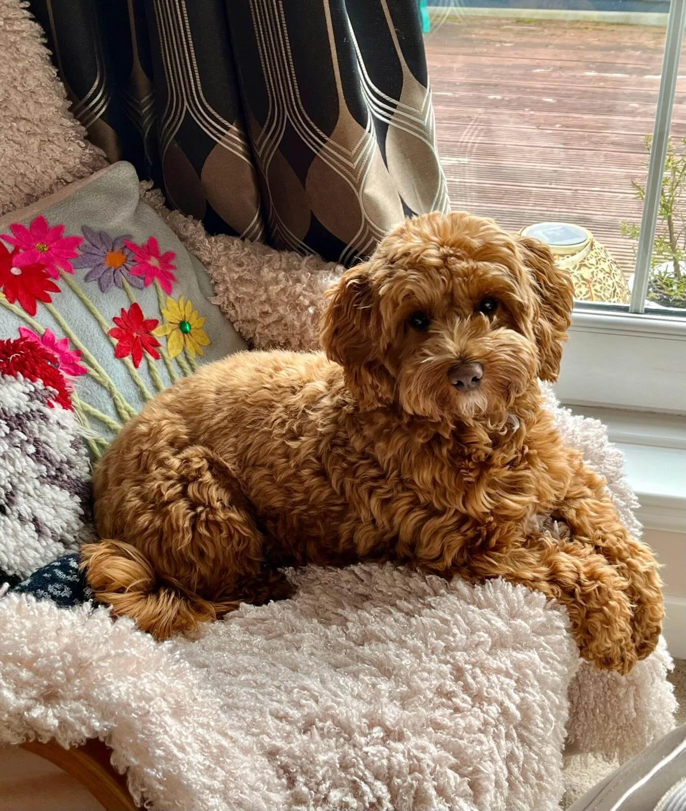 Brown fluffy dog sitting on a cozy chair with floral pillows and a blanket, next to a window with curtains.