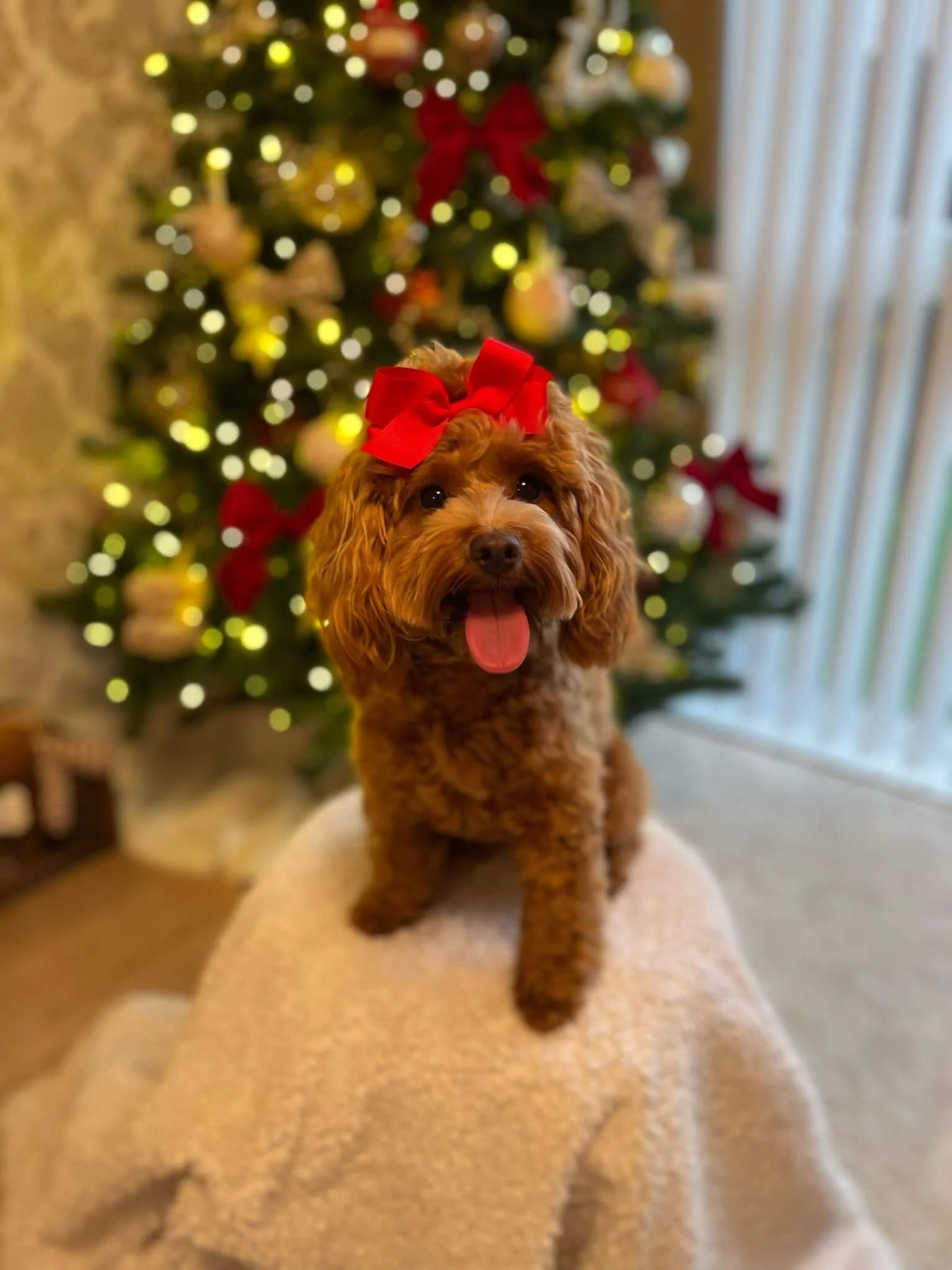 A small brown dog with a red bow on its head sits on a fluffy blanket in front of a decorated Christmas tree with lights and ornaments.