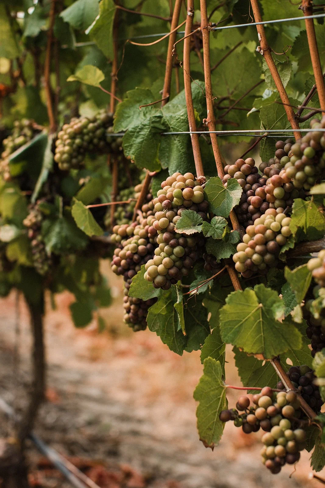 Amanda Meg Photography Five Fourteen Vineyards Wedding-3.jpg