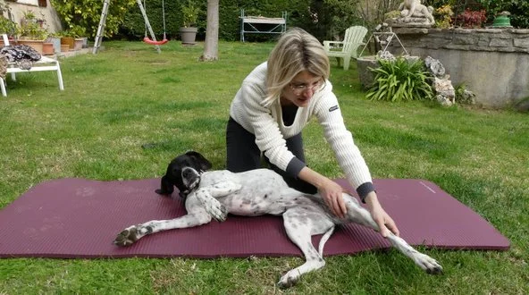 Massage canin, massage détente bien être pour chien dans le var et les bouches du rhône , dans les localités de Saint Cyr sur mer, La cadière d’azur, le Beausset, Le Castellet, Bandol et La Ciotat.