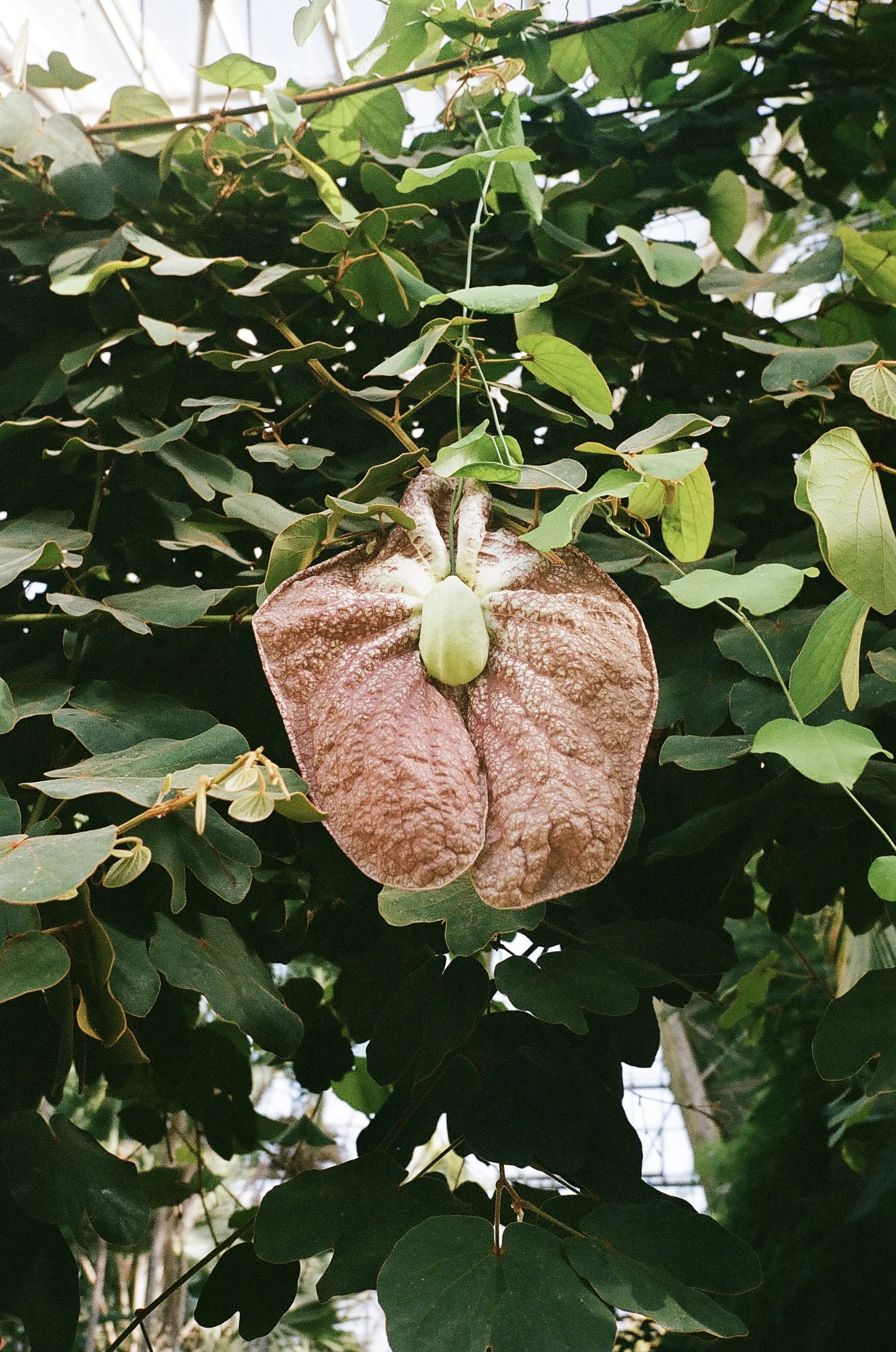 doula og reiki healer