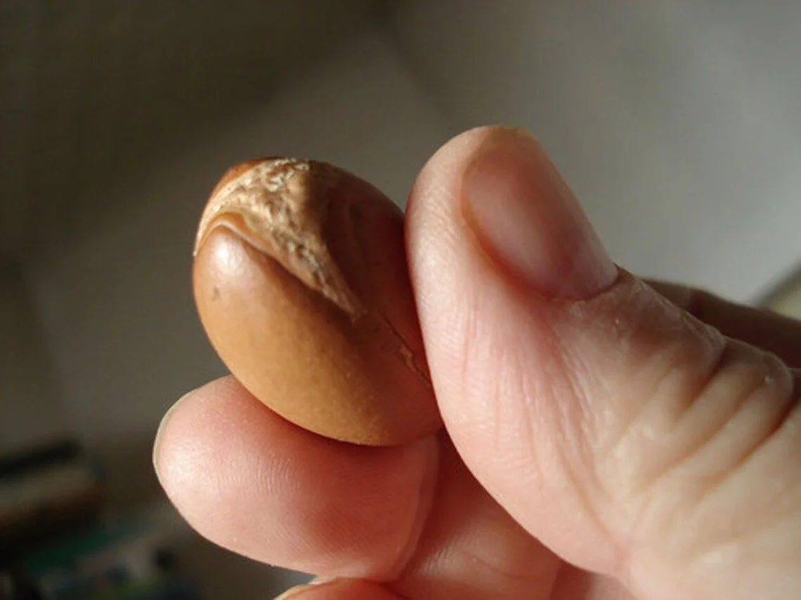 argan oil seed
