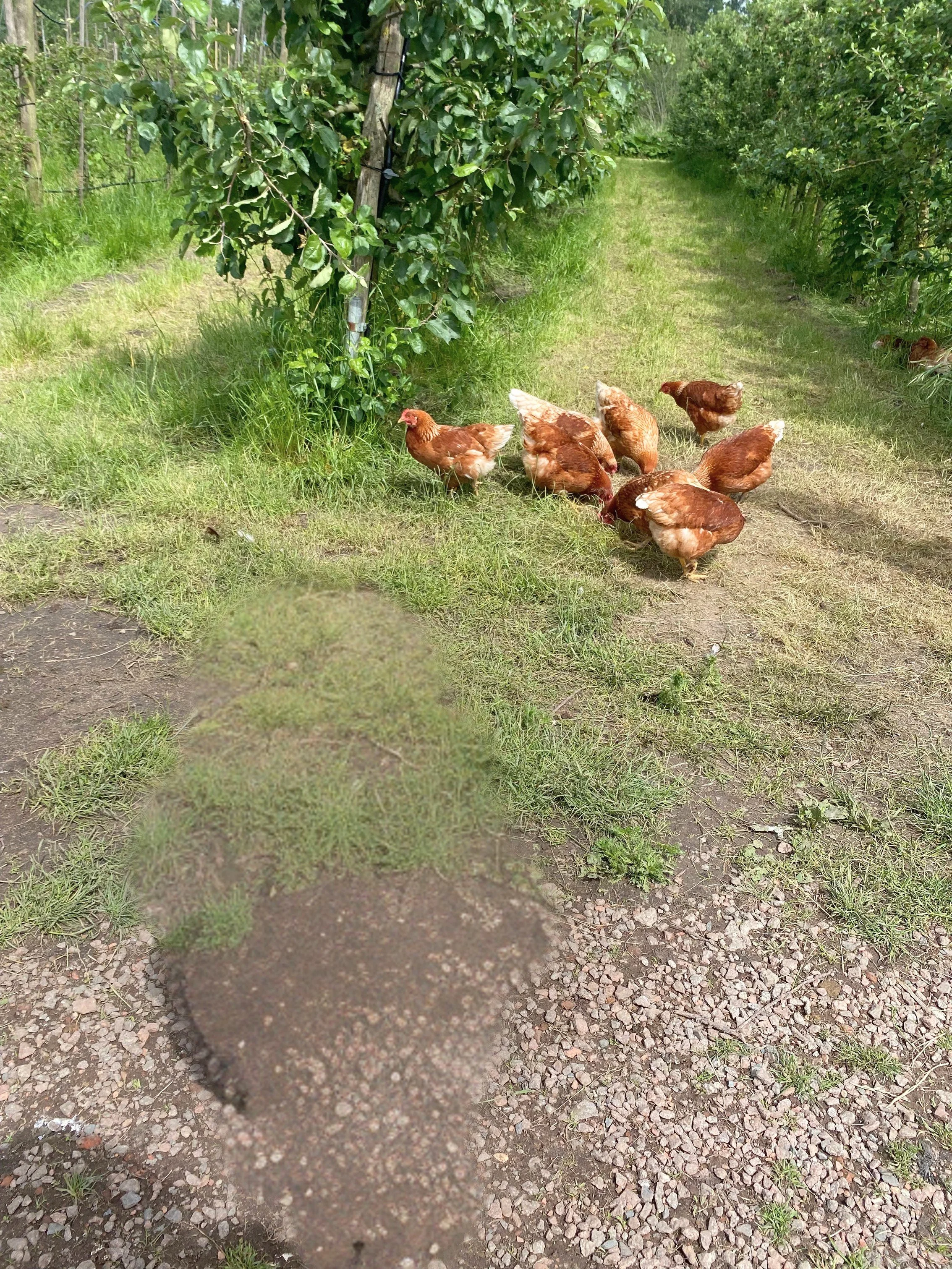 Images taken during summer months