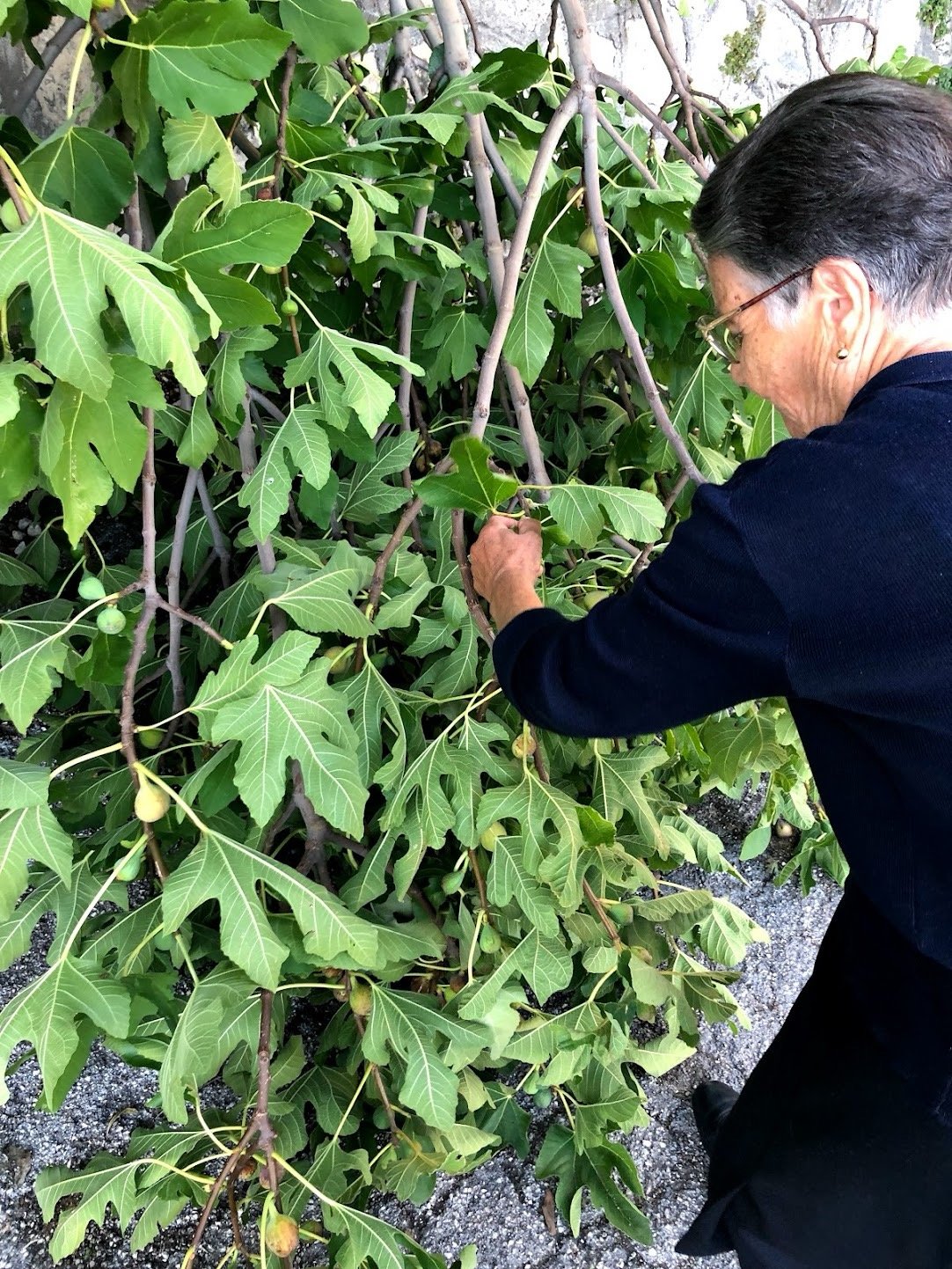 Figs of Pacentro: substack