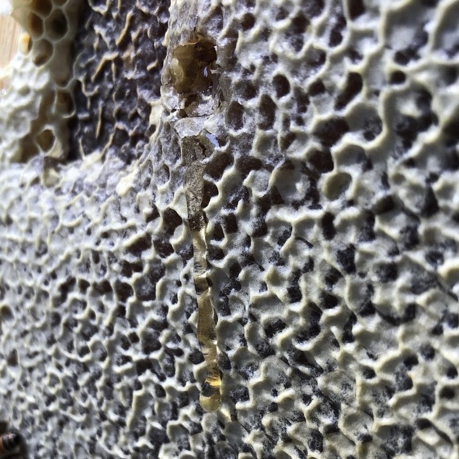 Beekeeping in Pacentro: substack