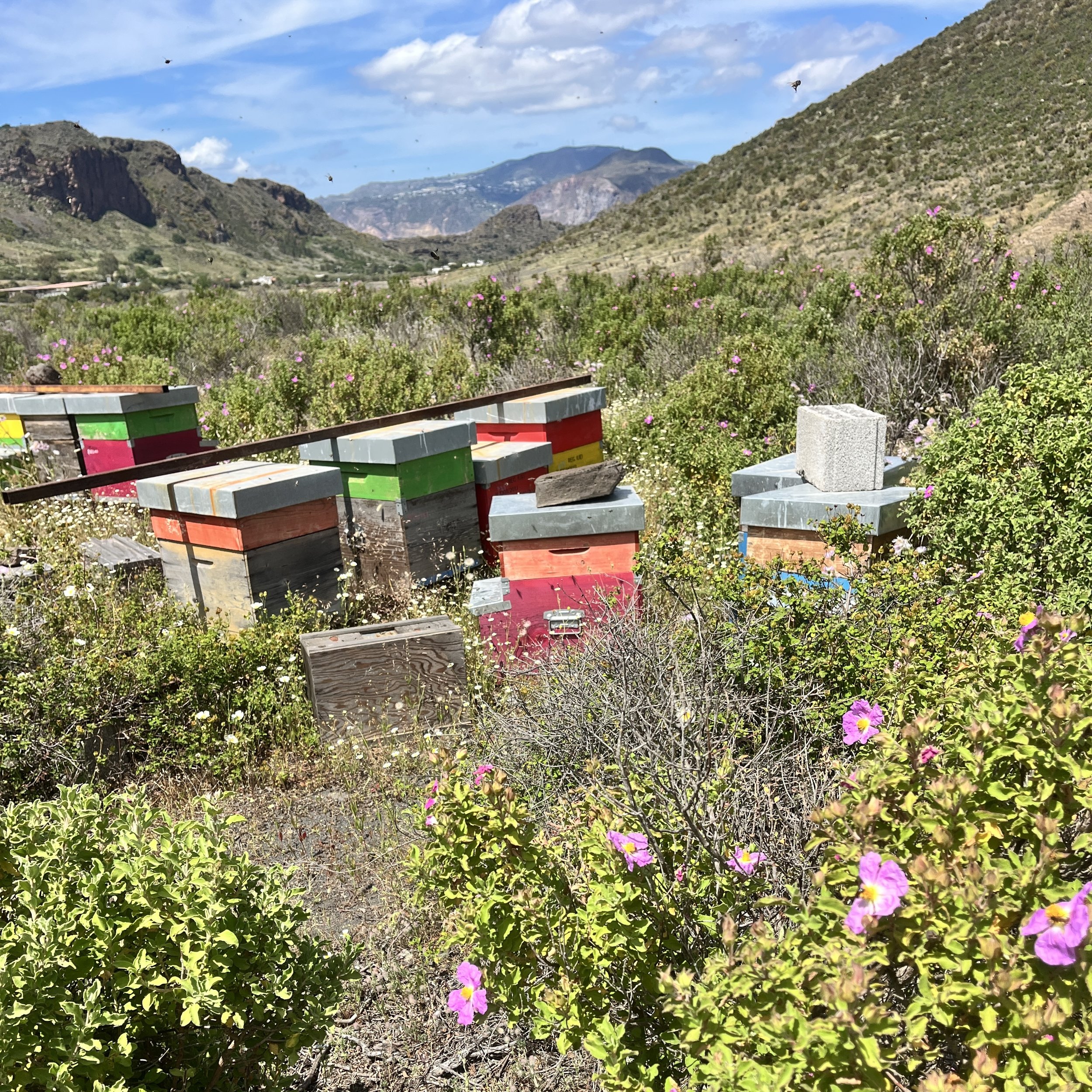 The Sicilian Black Bee: substack for members