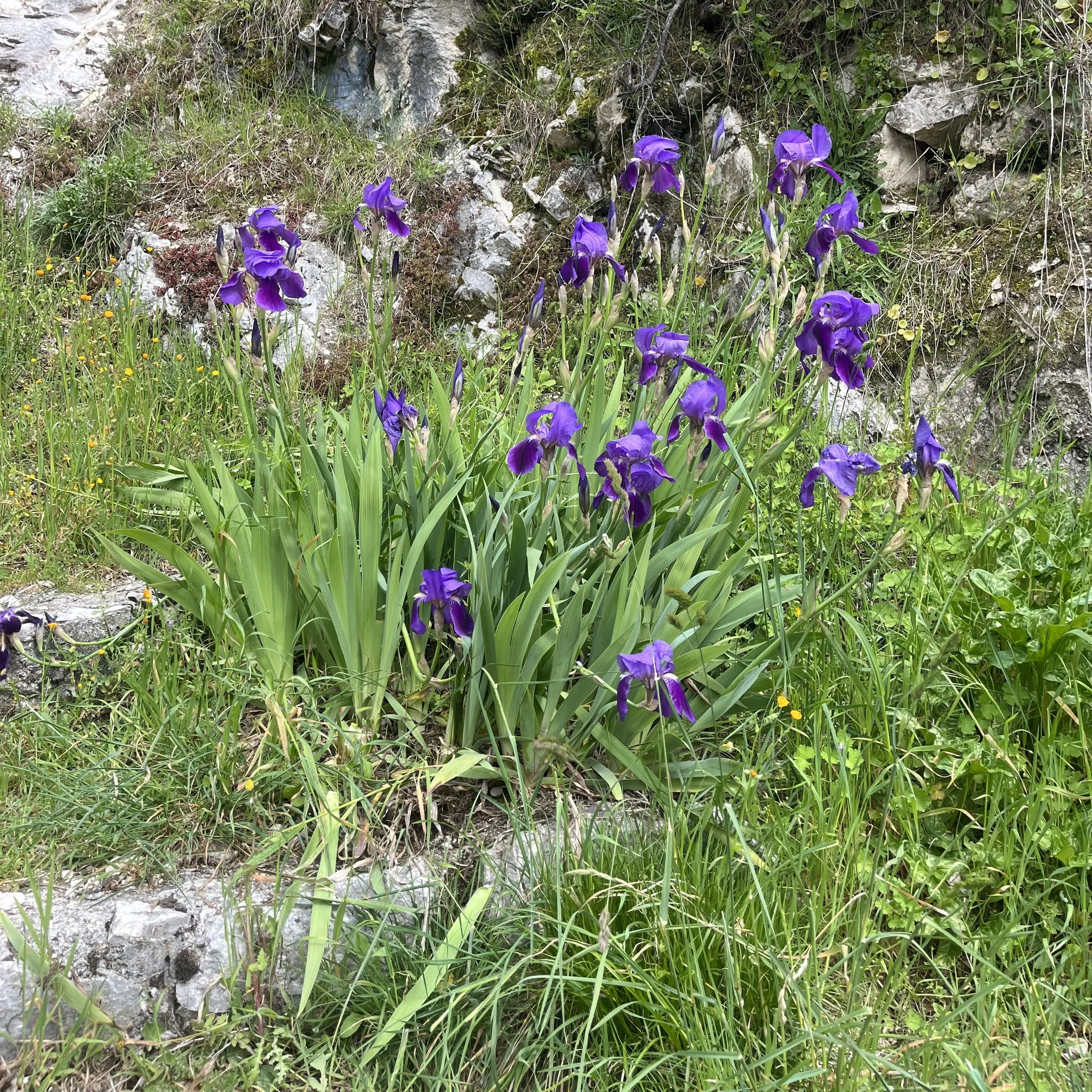 IMG_5589.jpeg