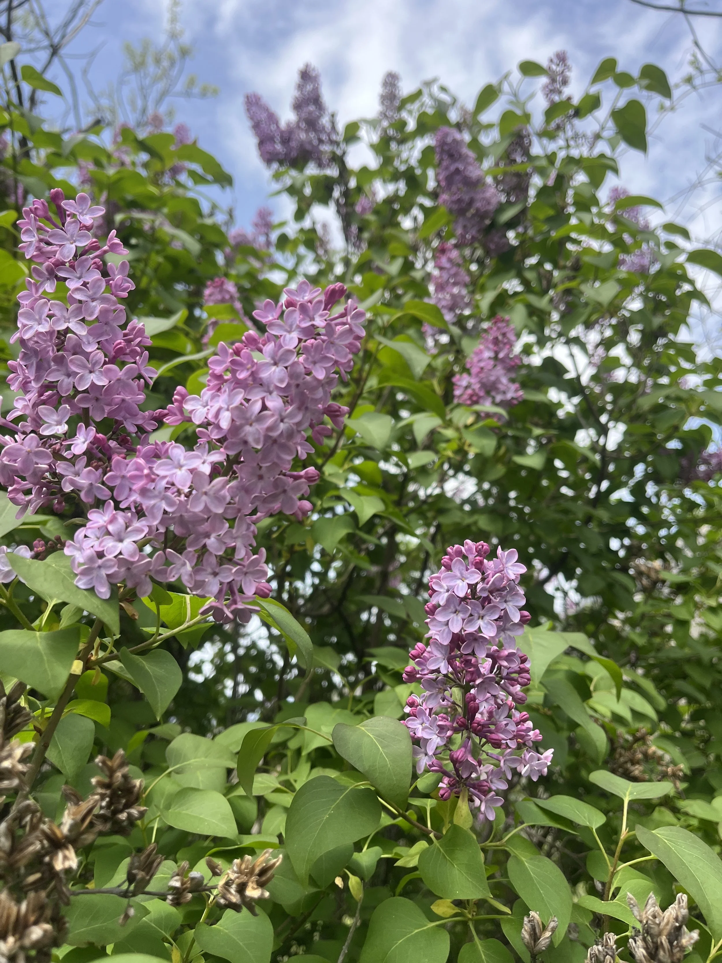 IMG_5558.jpeg