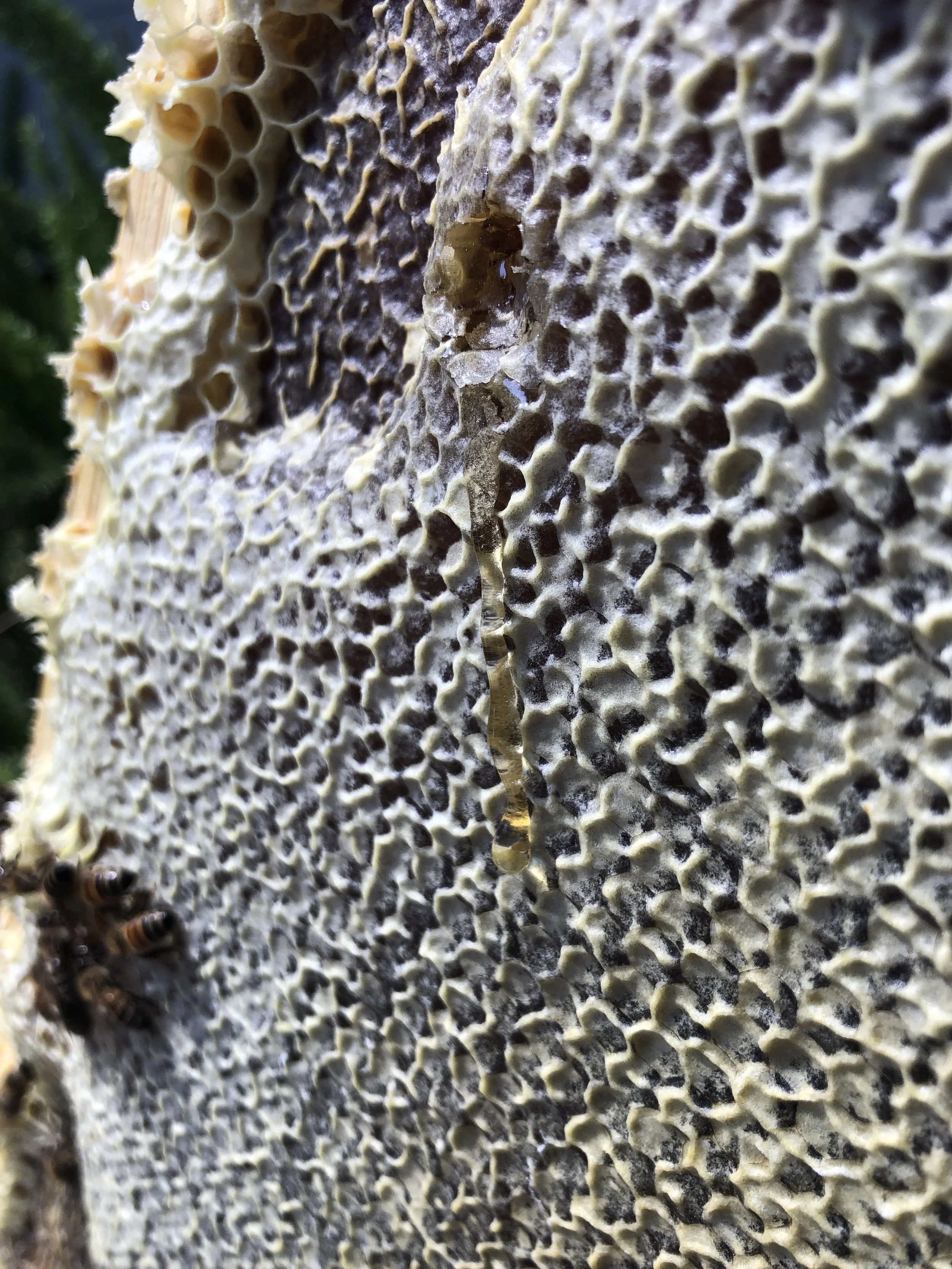 Honey harvest workshop