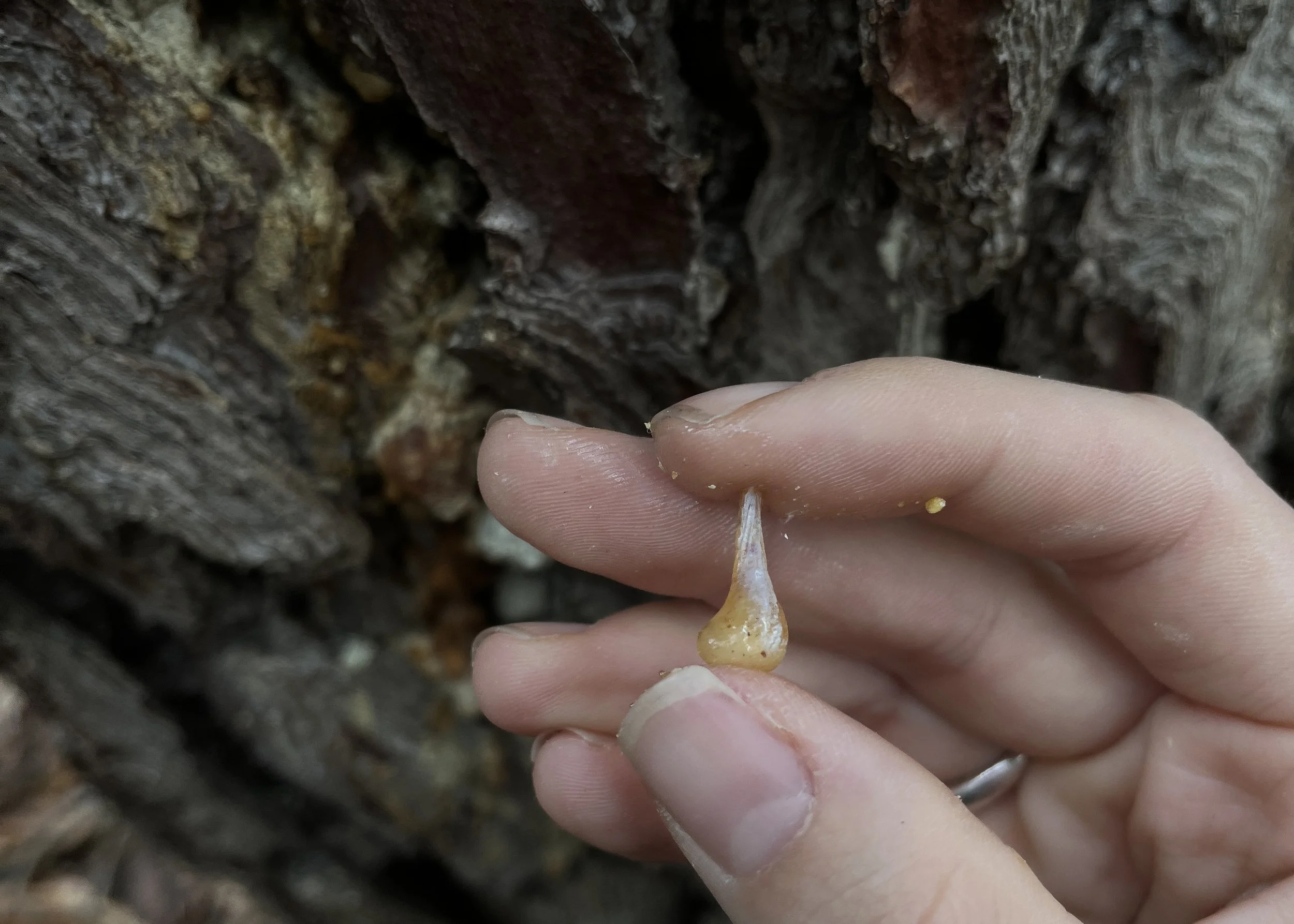 setteuarciate substack