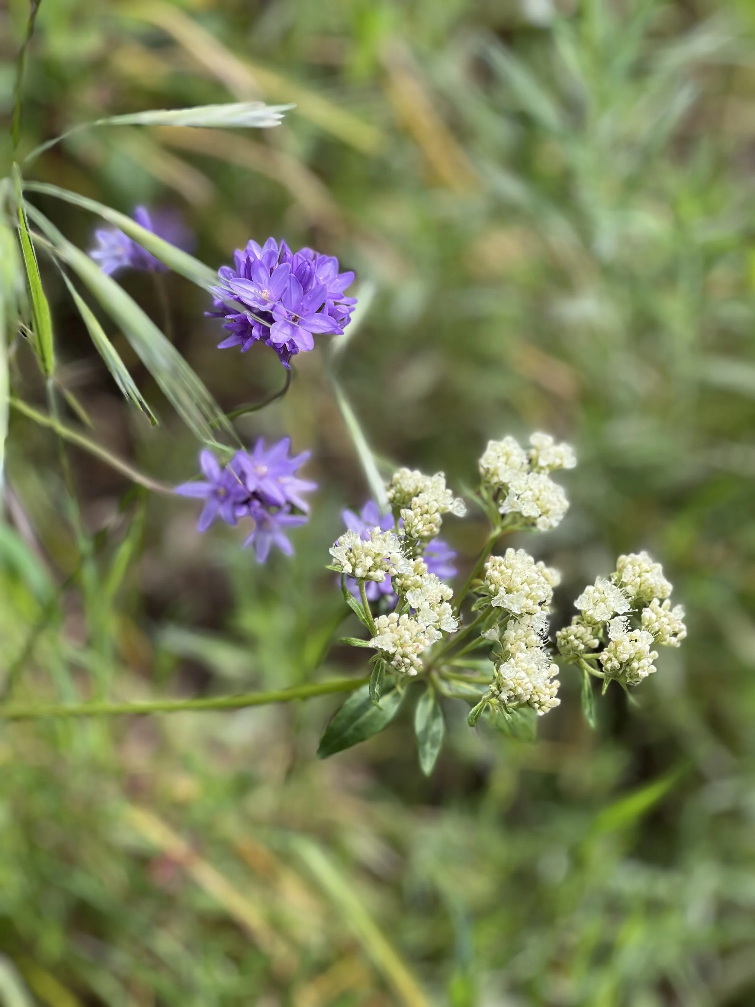 Close-up of purple and white wildflowers growing among green grass and foliage.