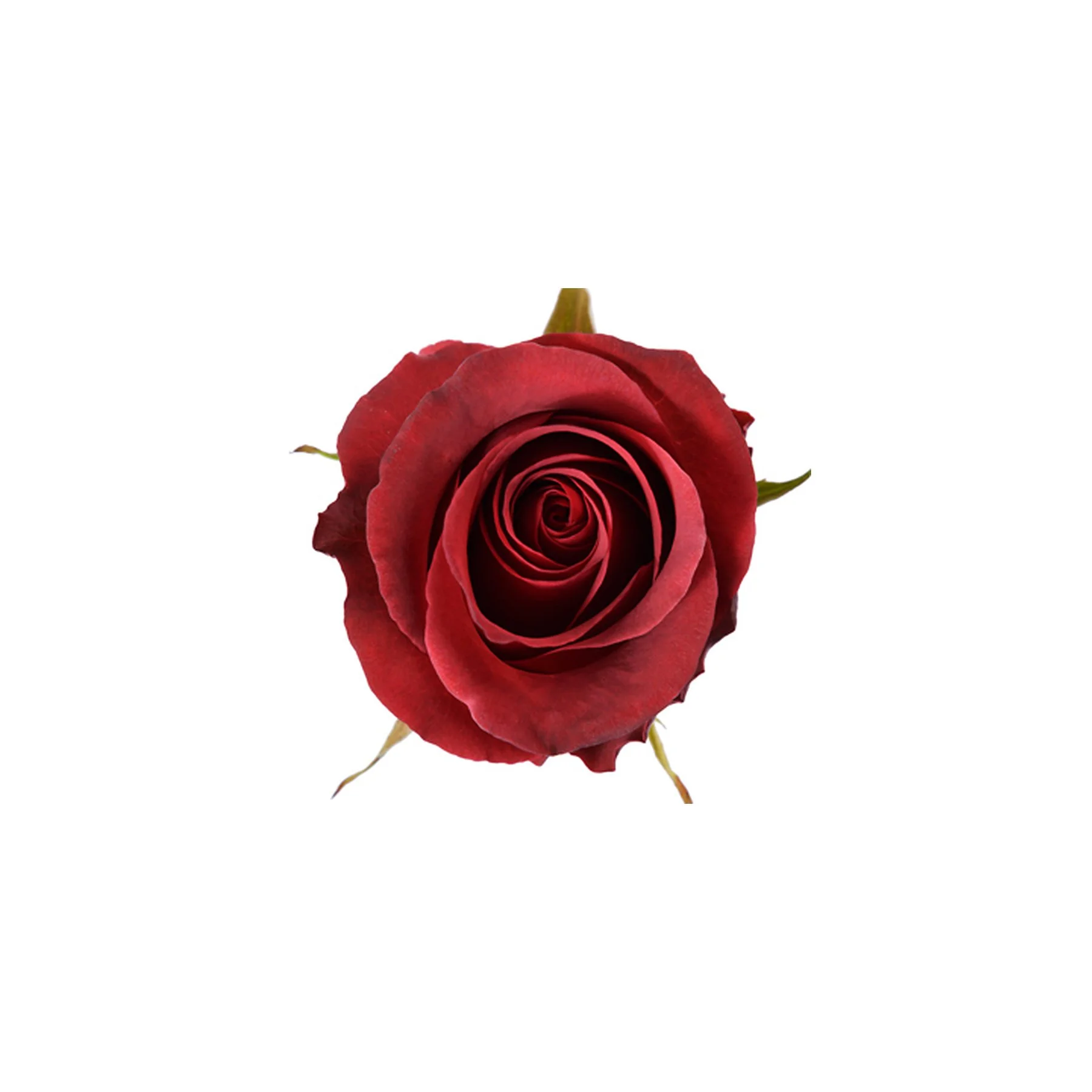 A single red rose with velvety petals and green sepals, set against a plain white background.
