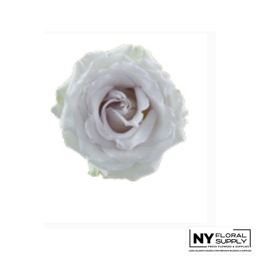 Early Grey rose