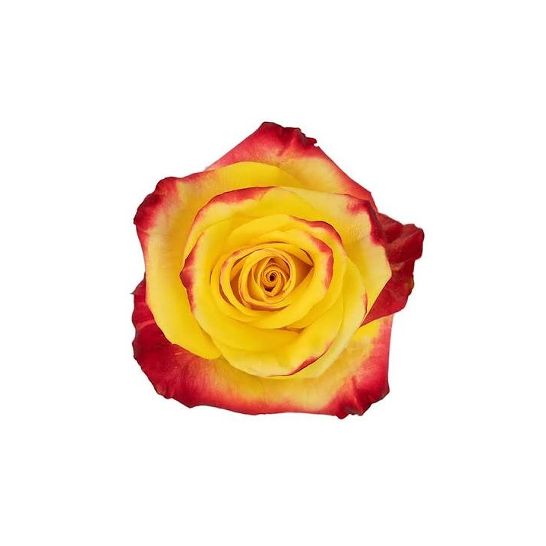 Close-up of a yellow and red-tipped rose against a white background.