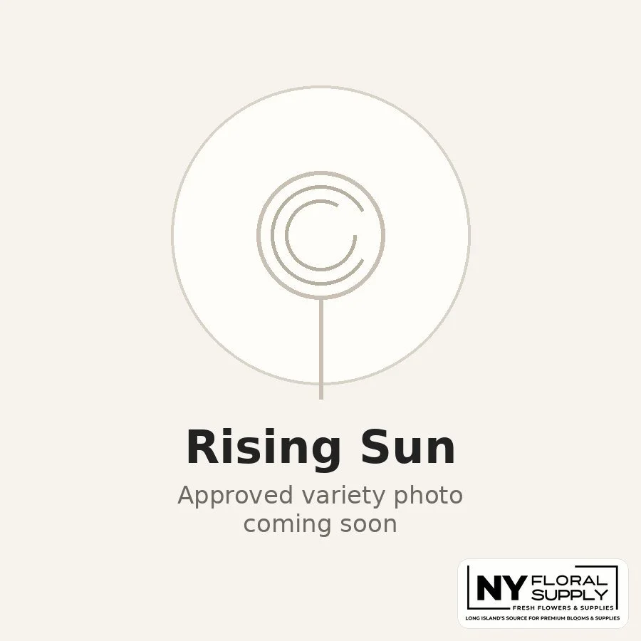 rising-sun.jpg