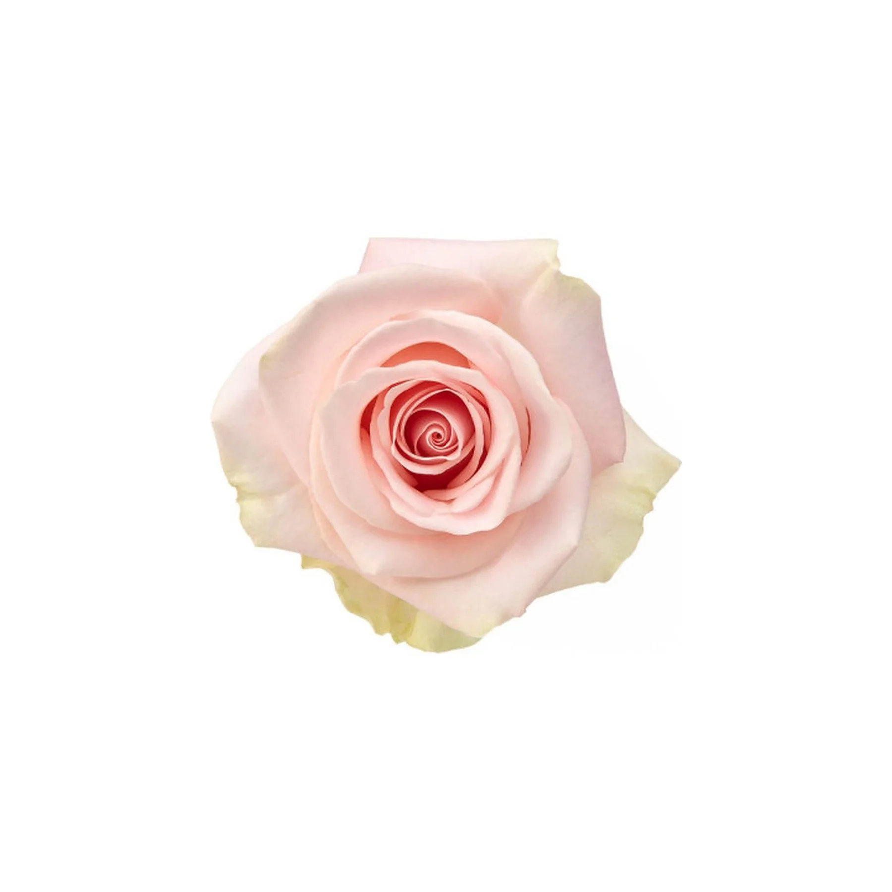 A soft pink rose with delicate petals opening in the center against a white background.
