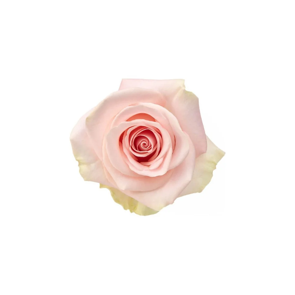 Blessing rose