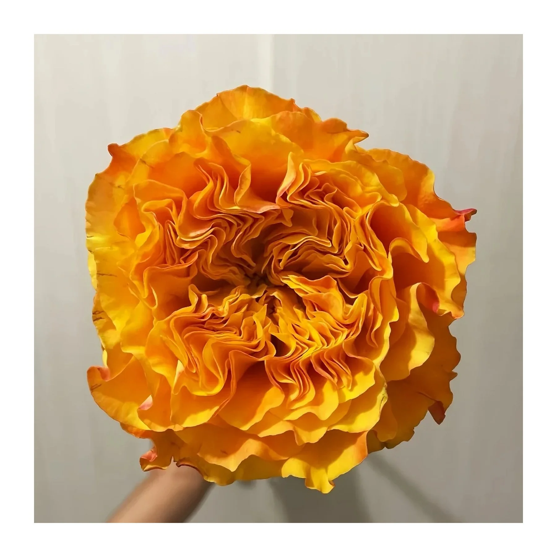 A person holding a large, vibrant orange and yellow marigold flower against a plain, light background.