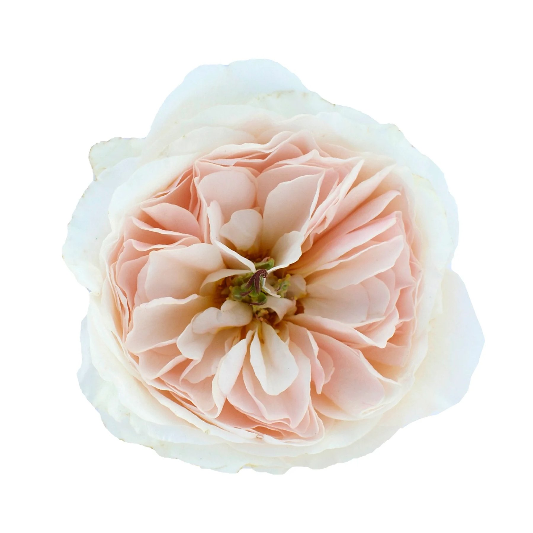 Close-up of a pale blush pink and white peony flower with layered petals on a white background.