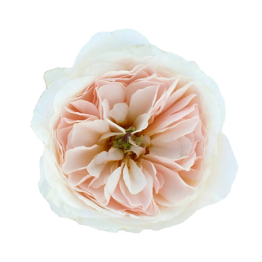 Charity rose