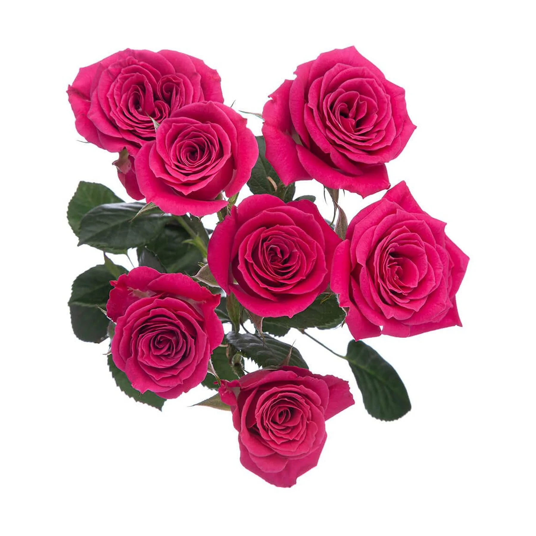 A bunch of vibrant pink roses with green leaves against a white background.