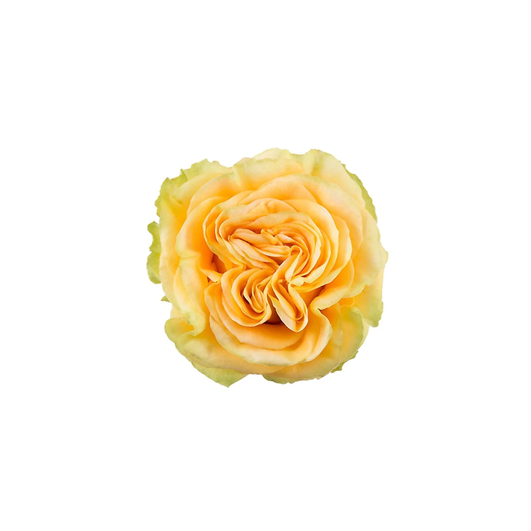 Close-up of a yellow and orange rose on a white background.