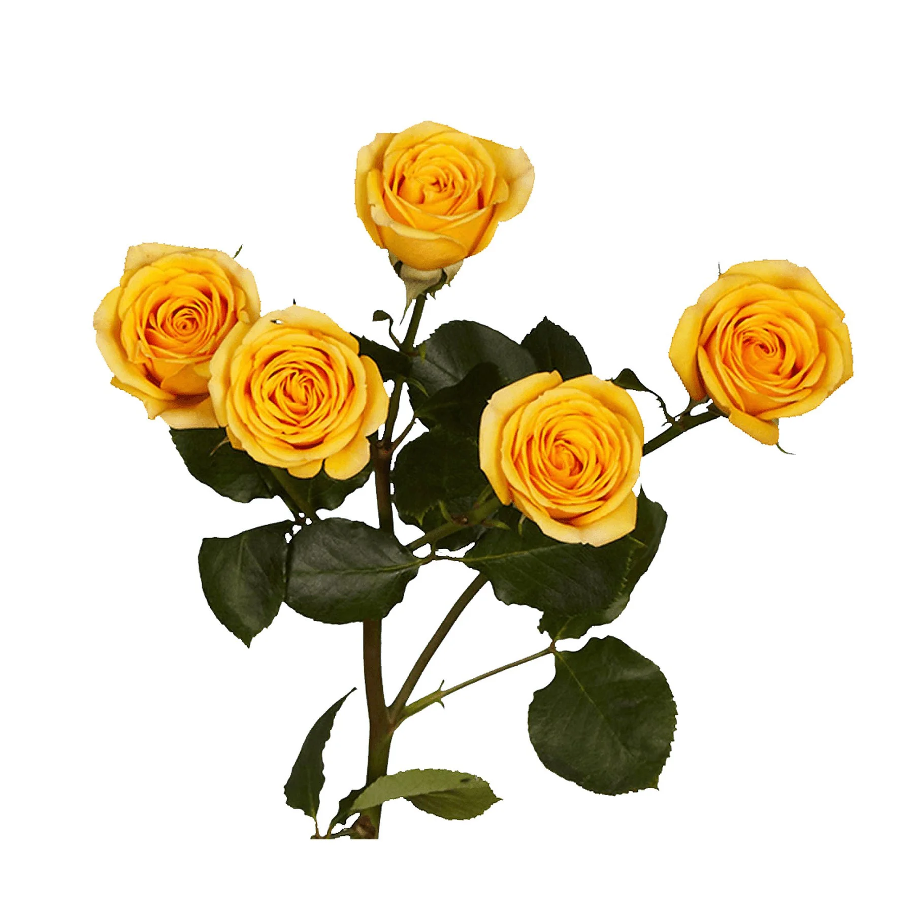 A bunch of five yellow roses with green leaves against a white background.