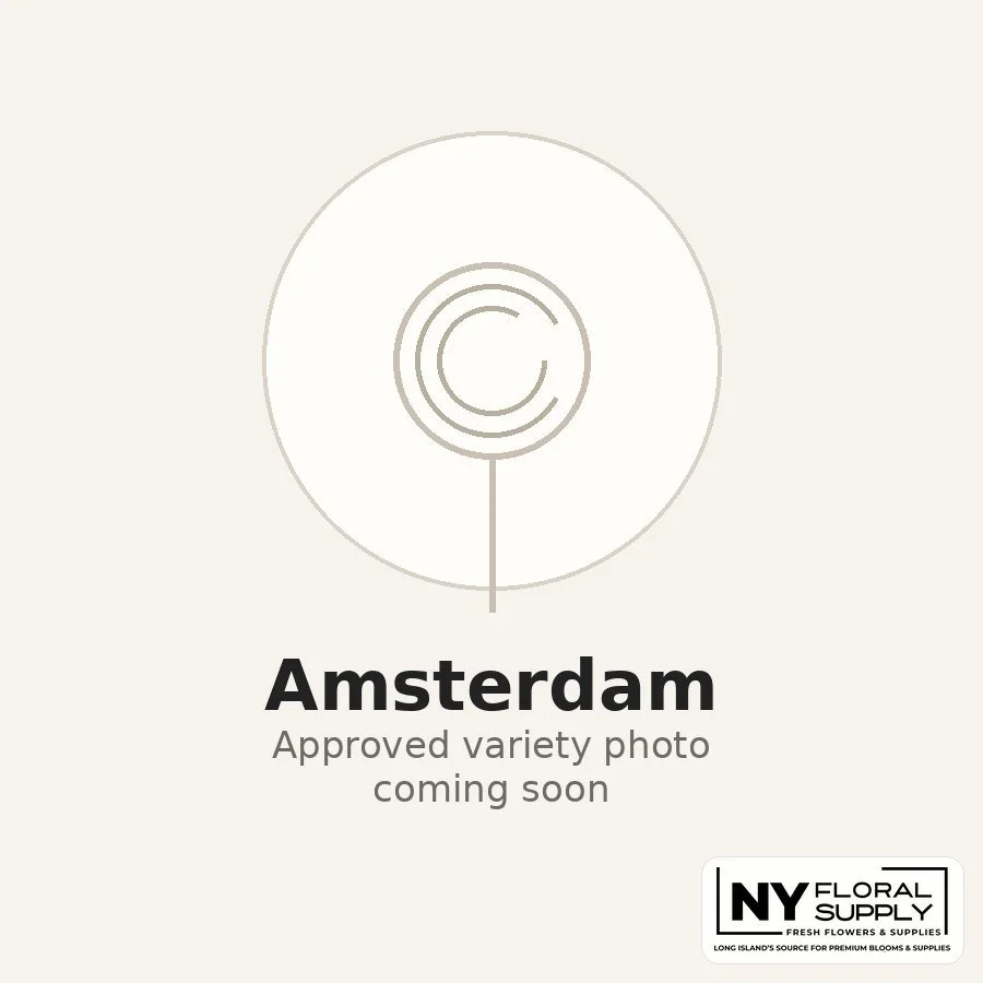 amsterdam.jpg