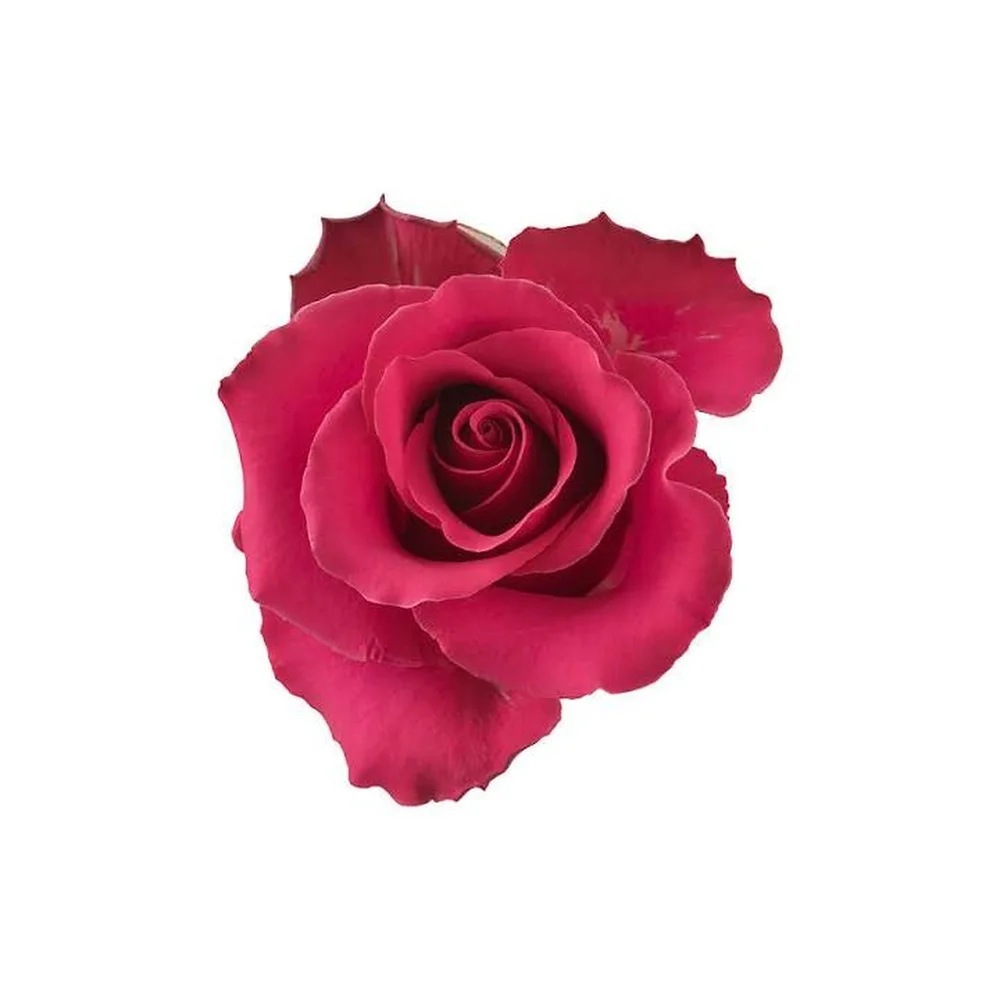 Jacaranda rose