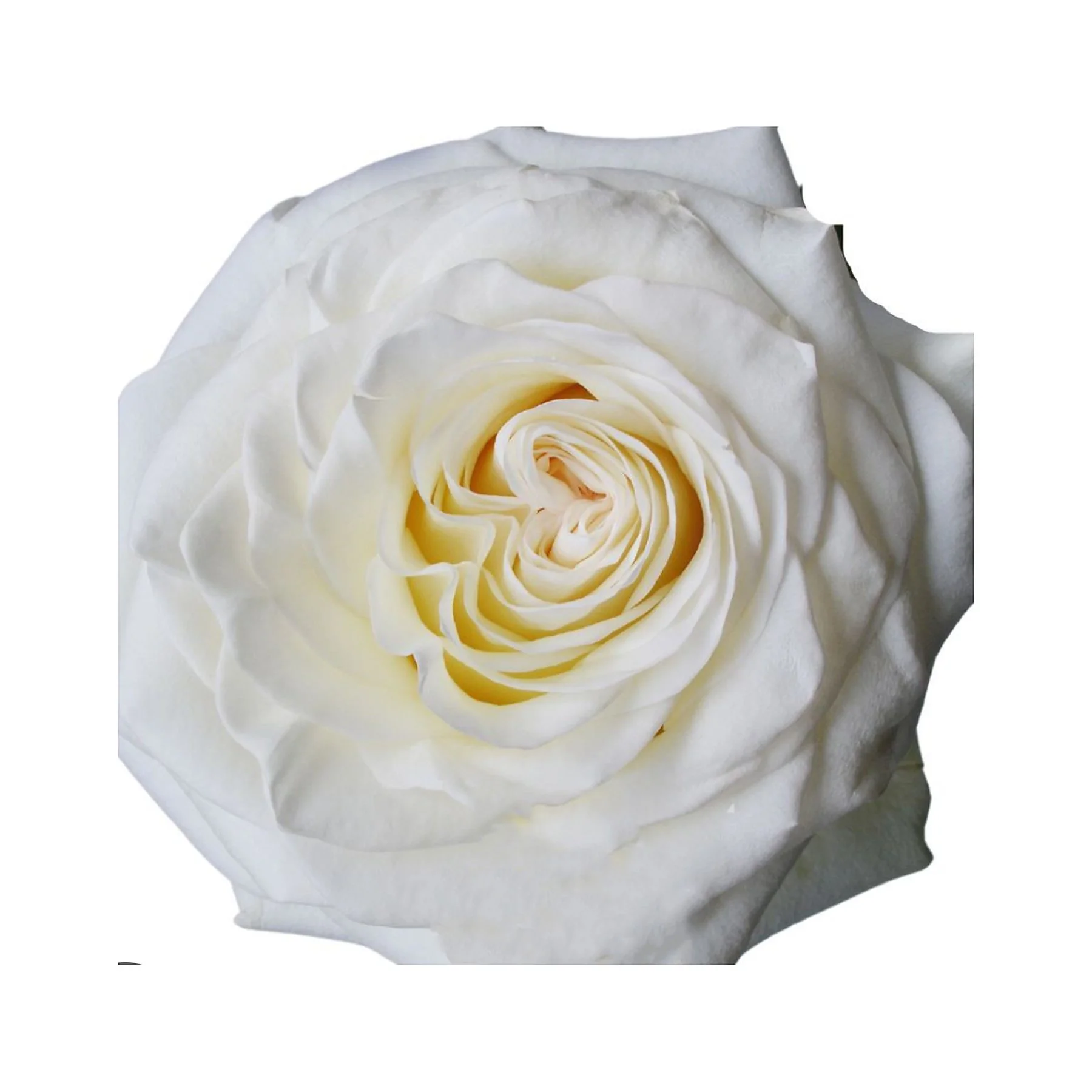 Close-up of a white rose flower, partially wrapped in white tissue paper.