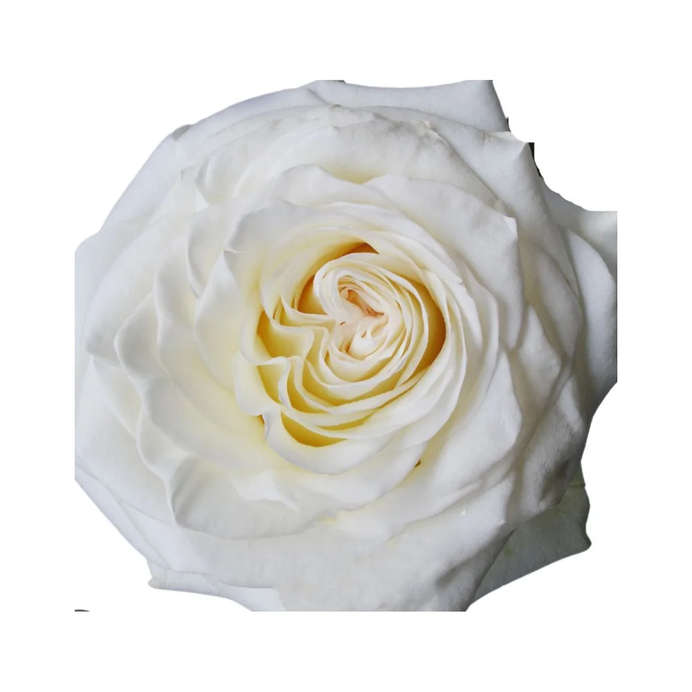 White Shimmer rose