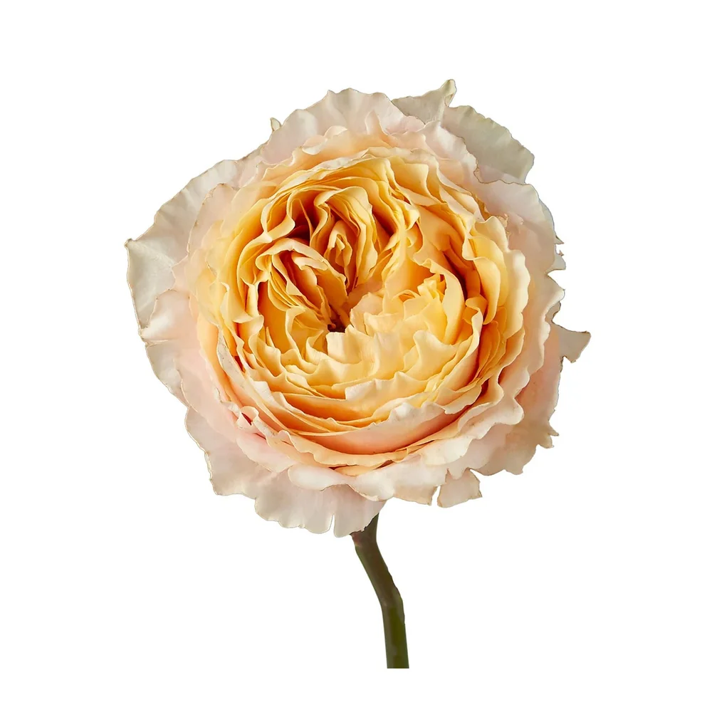 Shine on rose