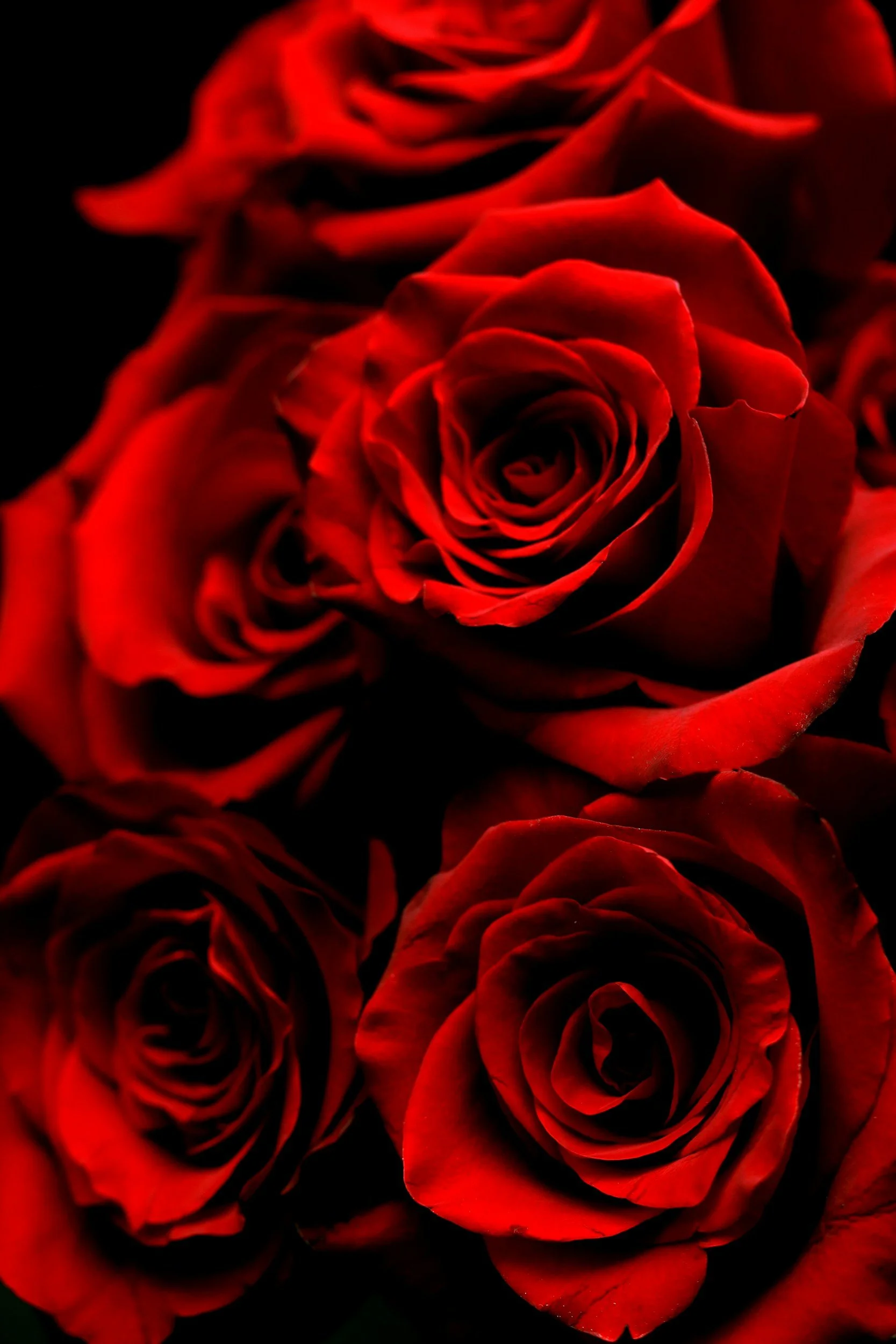 premium equadorian roses at NY FLORAL SUPPLY