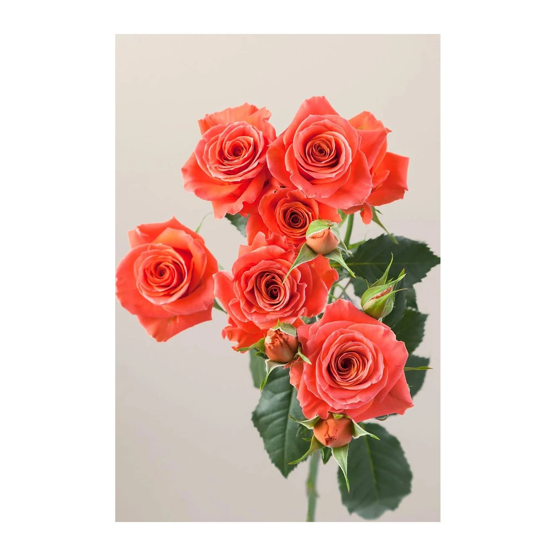 A bunch of pink and orange roses on a green stem with leaves, set against a plain light gray background.