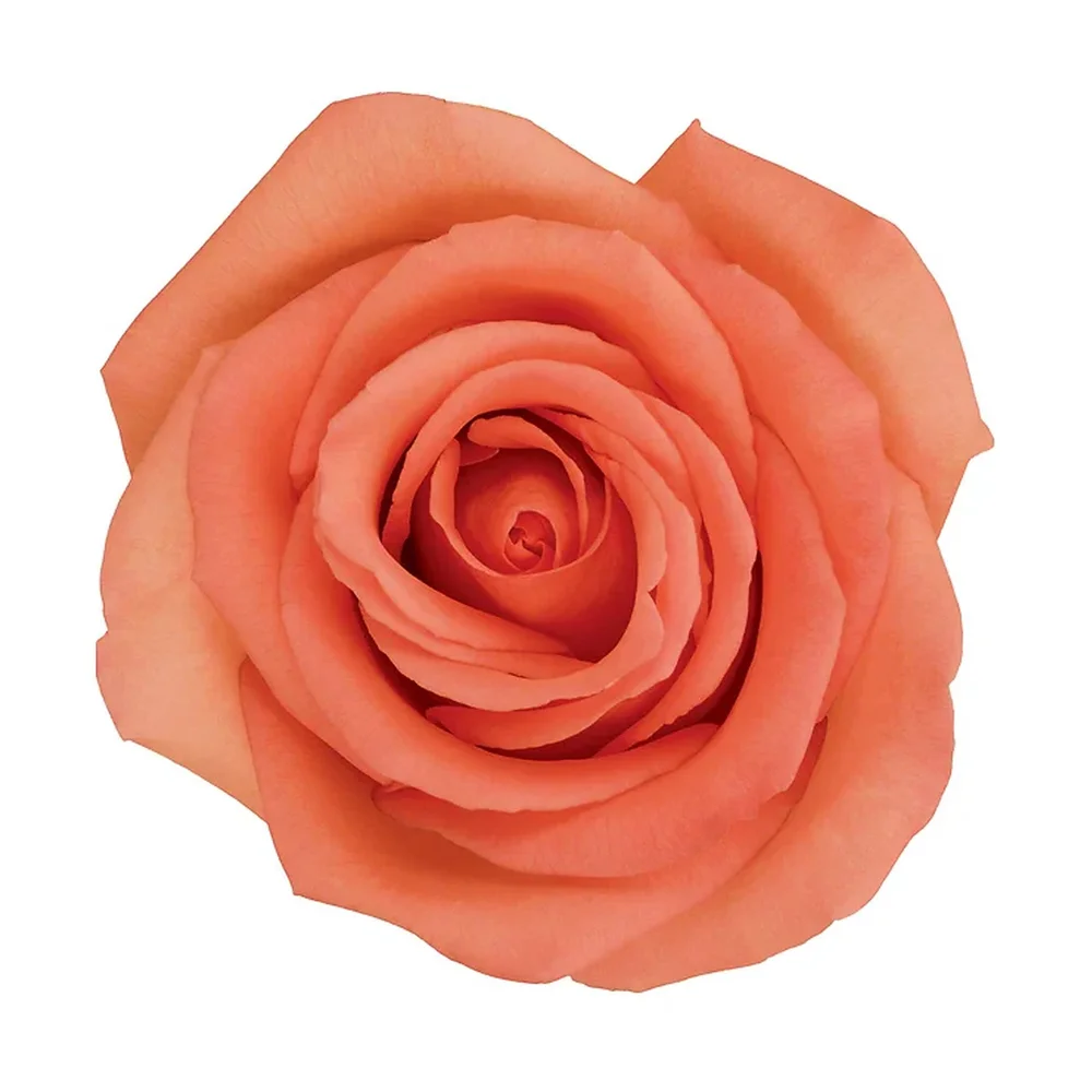 Movie Star rose