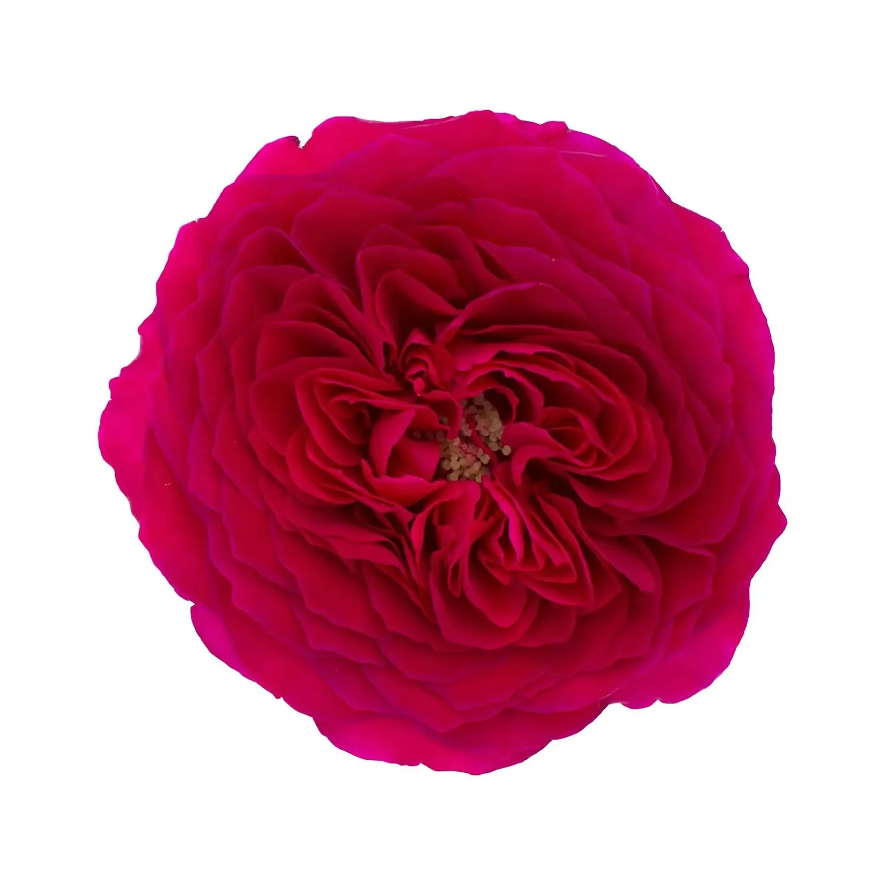 Close-up of a vibrant pink and red ranunculus flower with layered petals on a white background.
