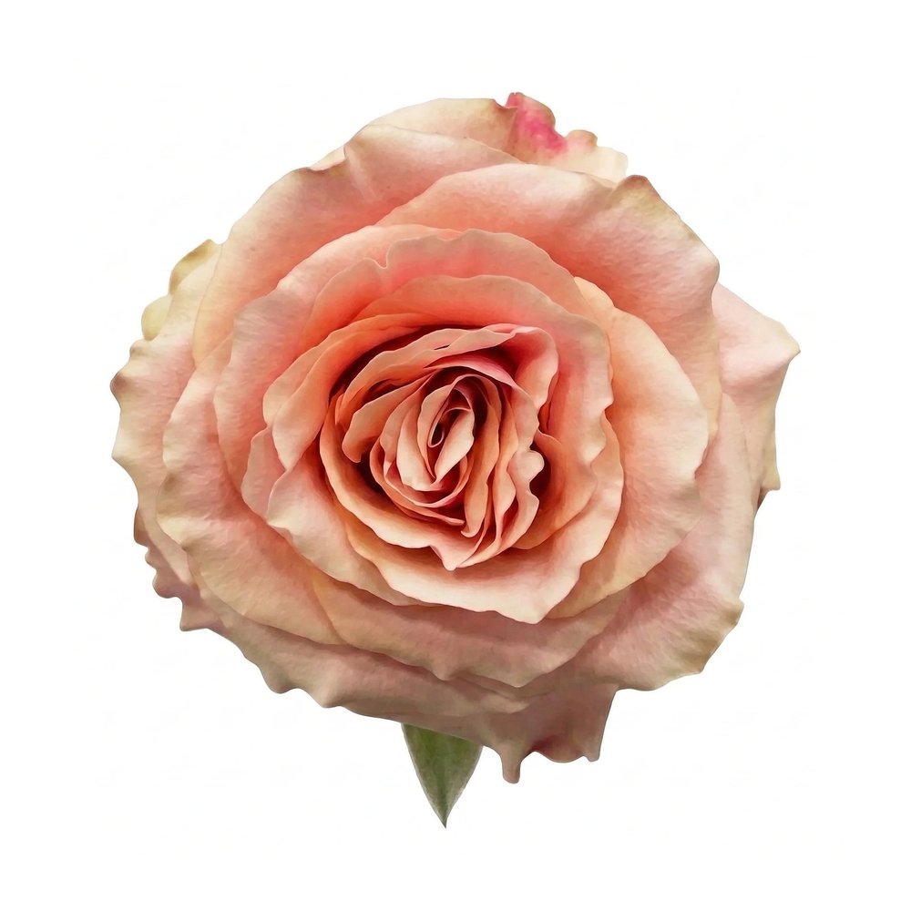 Carpe Diem Garden rose