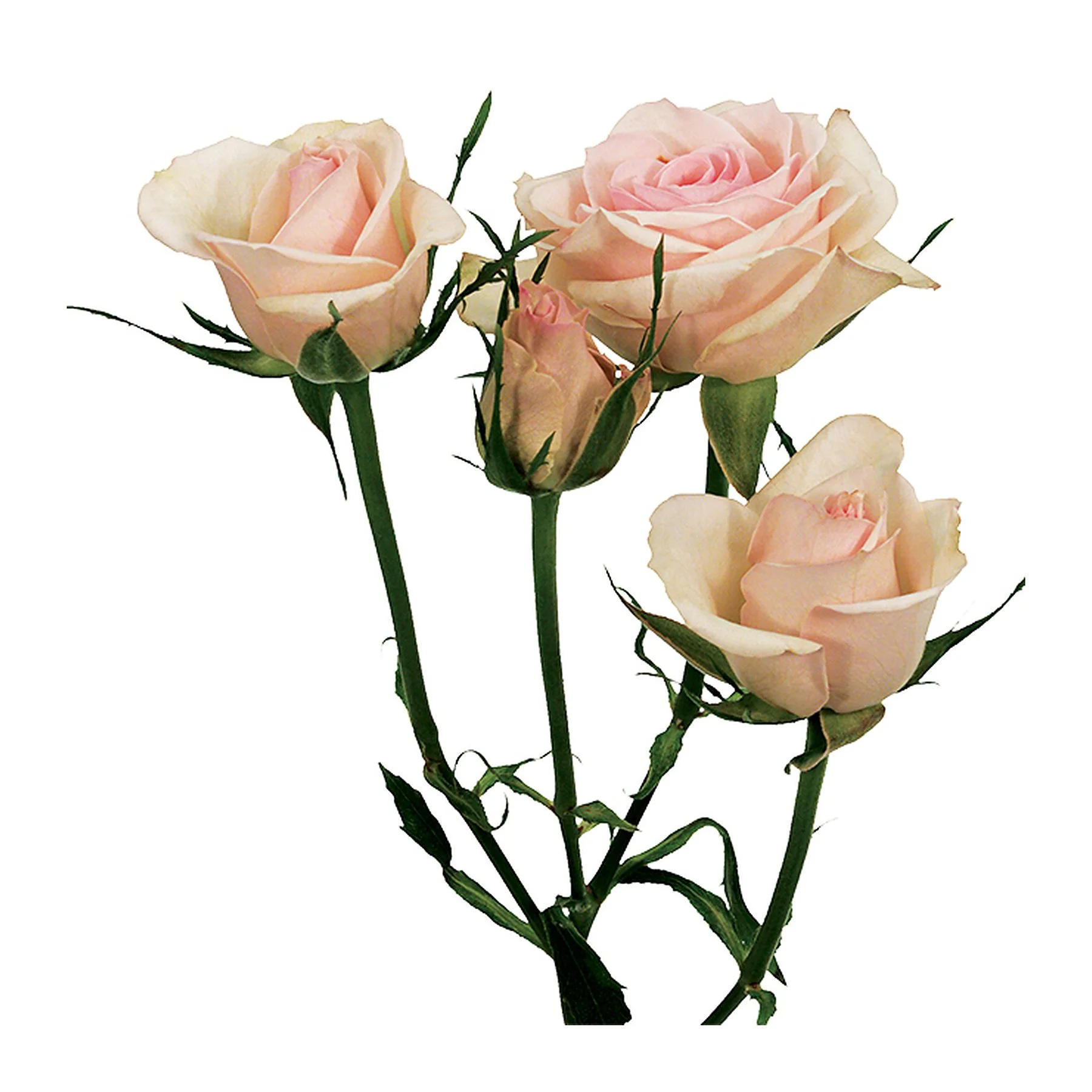 A bunch of light pink roses with green stems and leaves against a white background.